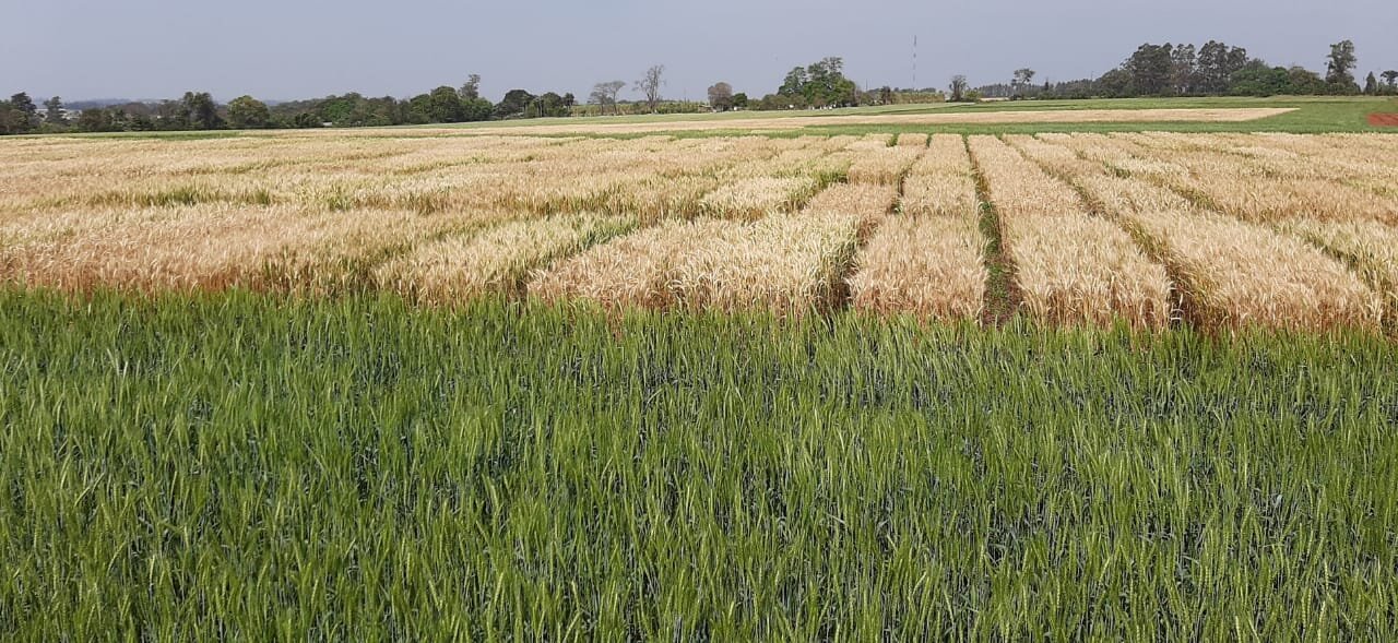 PARAGUAY (SEPT) Comment: “We have been in a drought situation this year, so the crop looks ripe and stressed.”