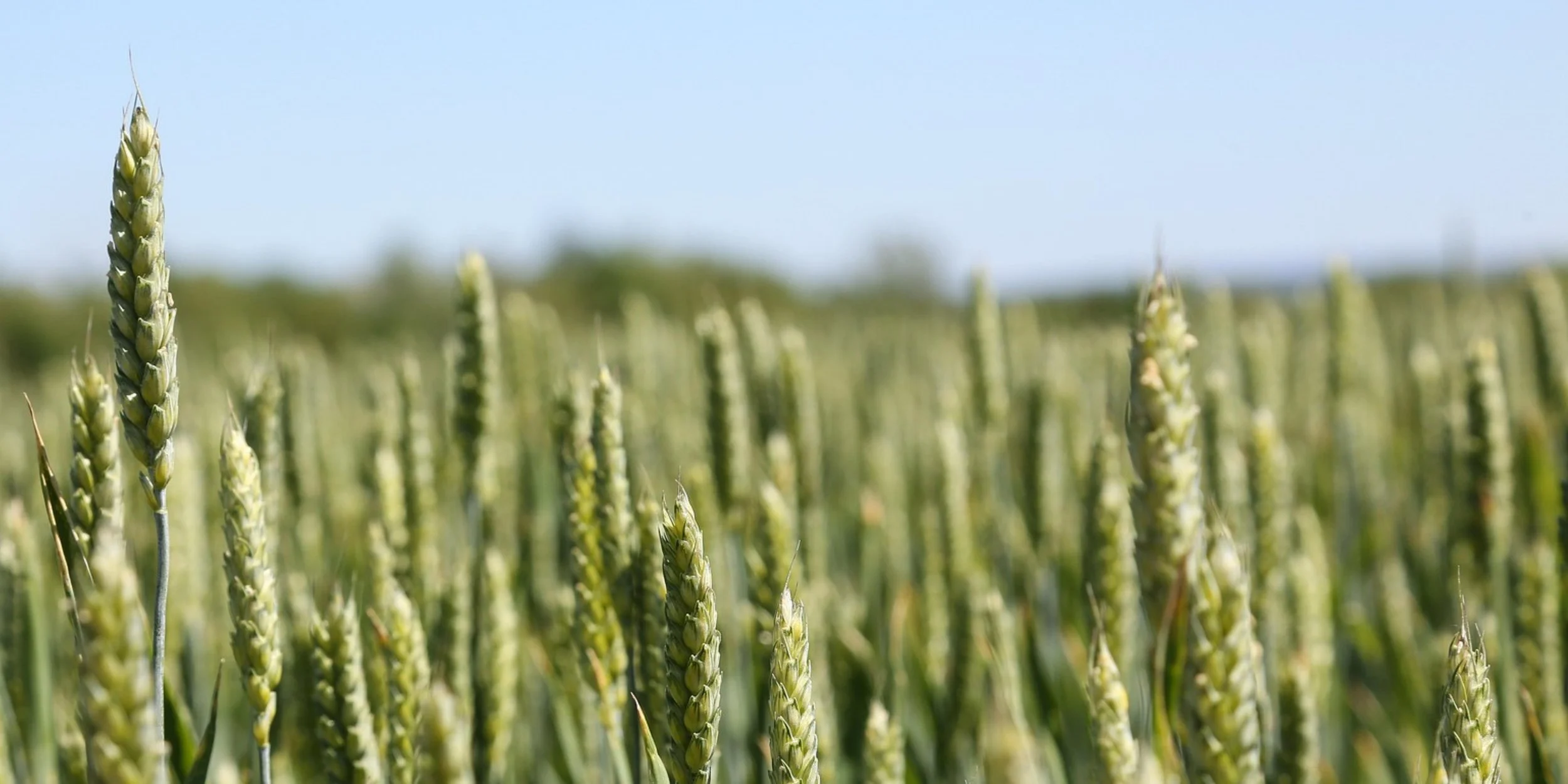 Banner (Landscape) (6).jpg