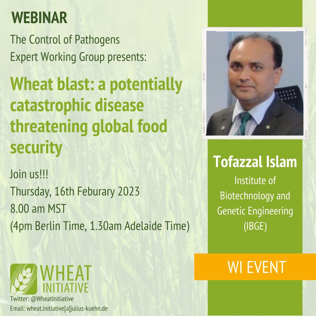 'Wheat blast: a potentially catastrophic disease threatening global food security'