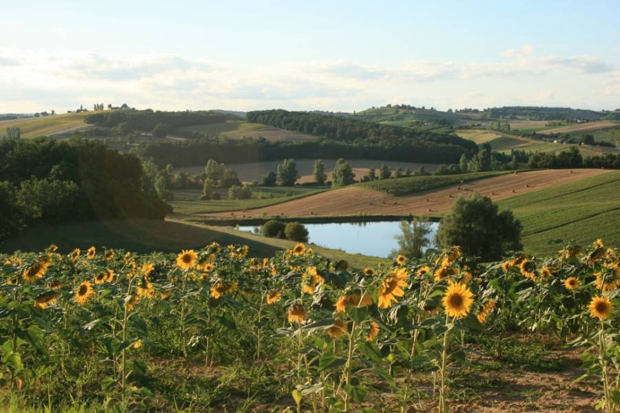 View from estate over sunflower fields and lake.jpg