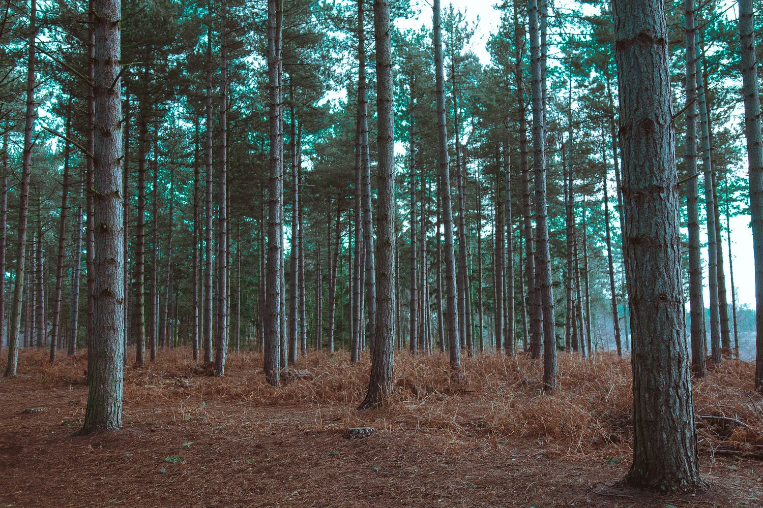 Chicksands-Jaf-0185.jpg
