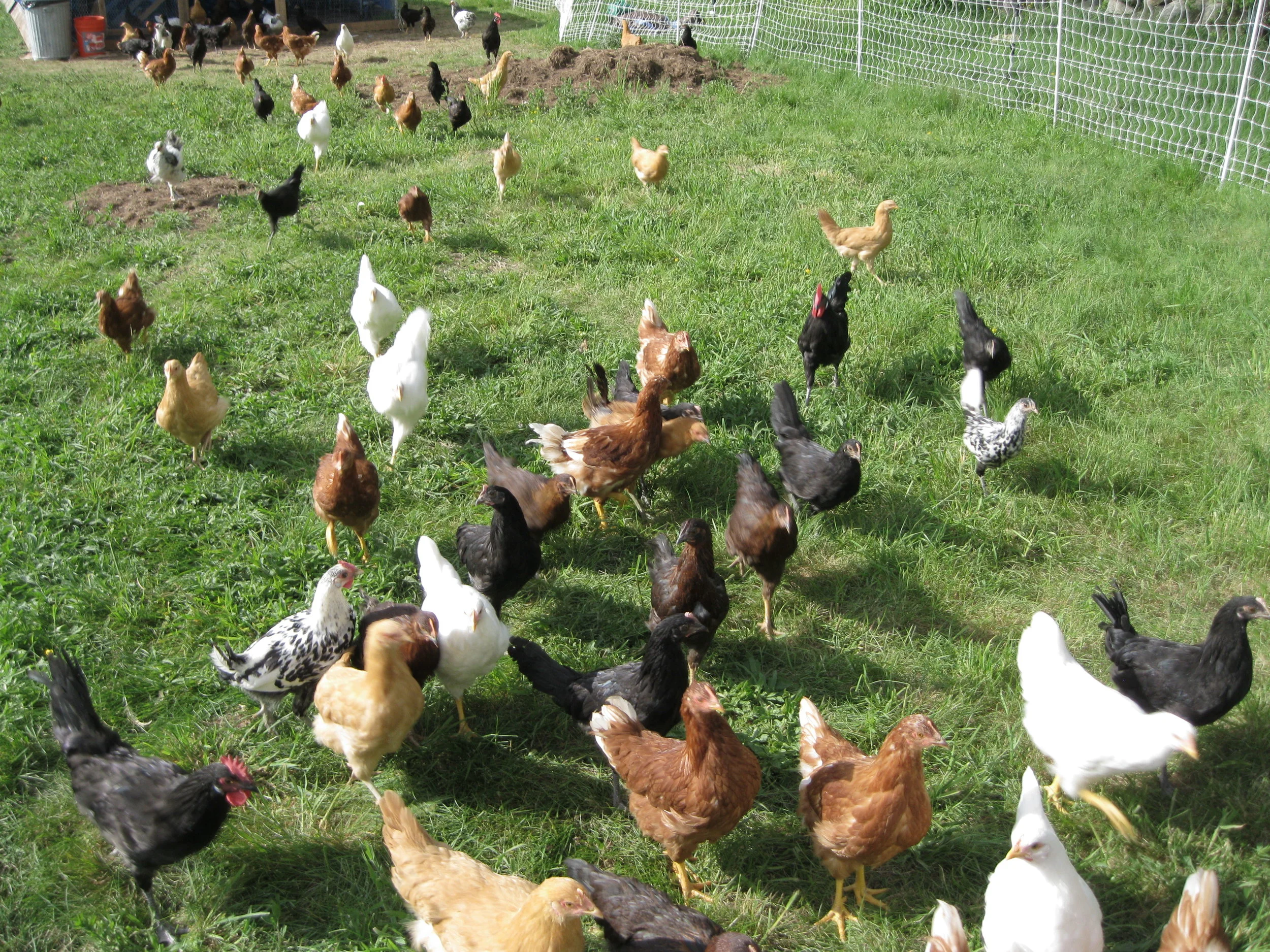 Egg Share (add-on)