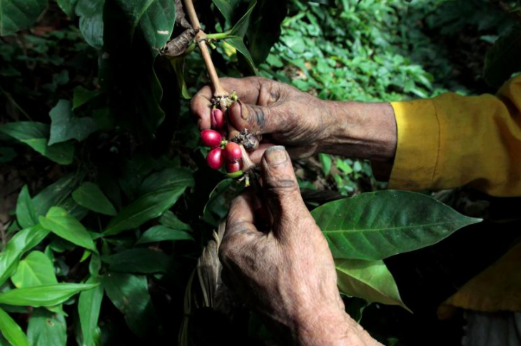 Your Coffee Addiction is Killing Central America's Economy