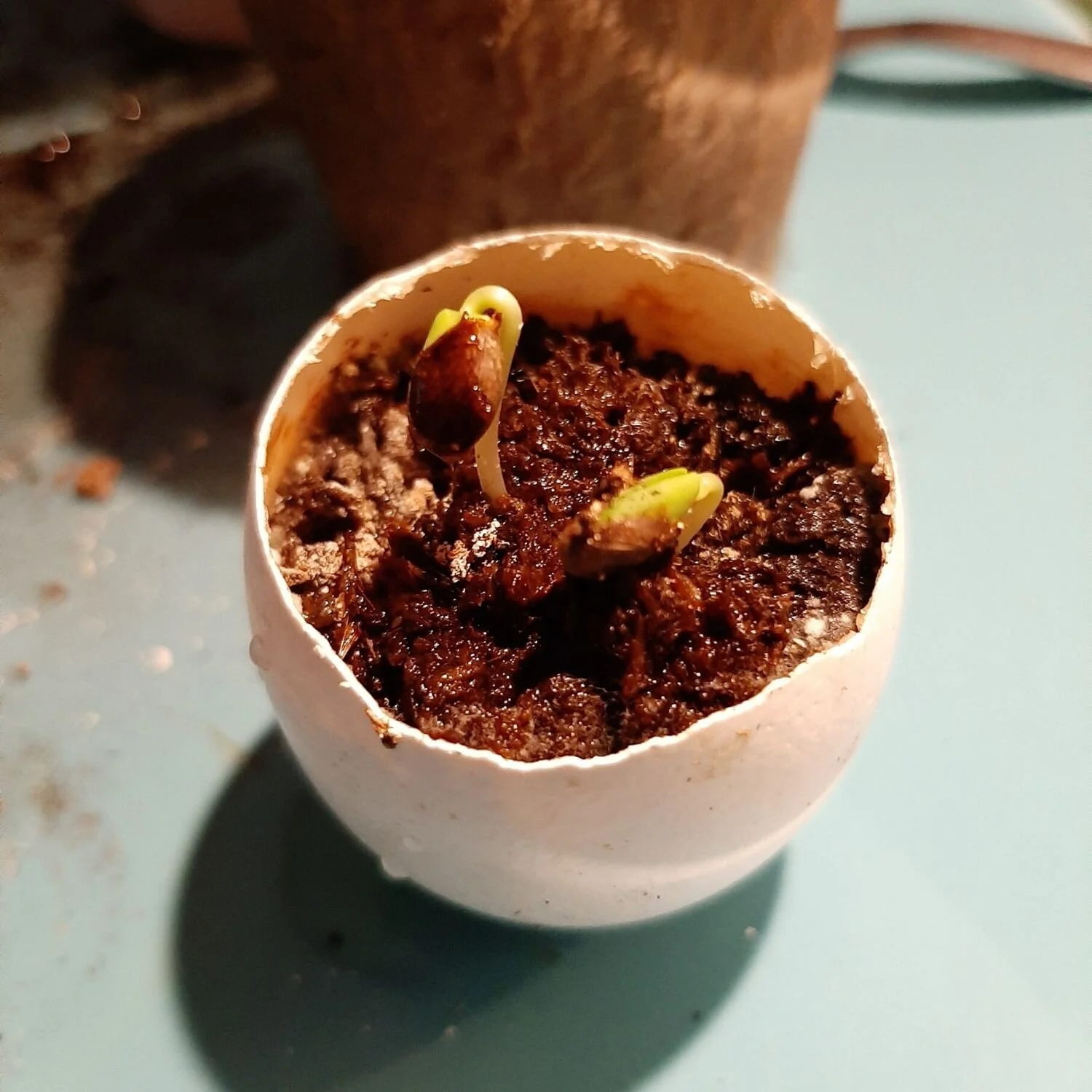 Unorthodox Plantings