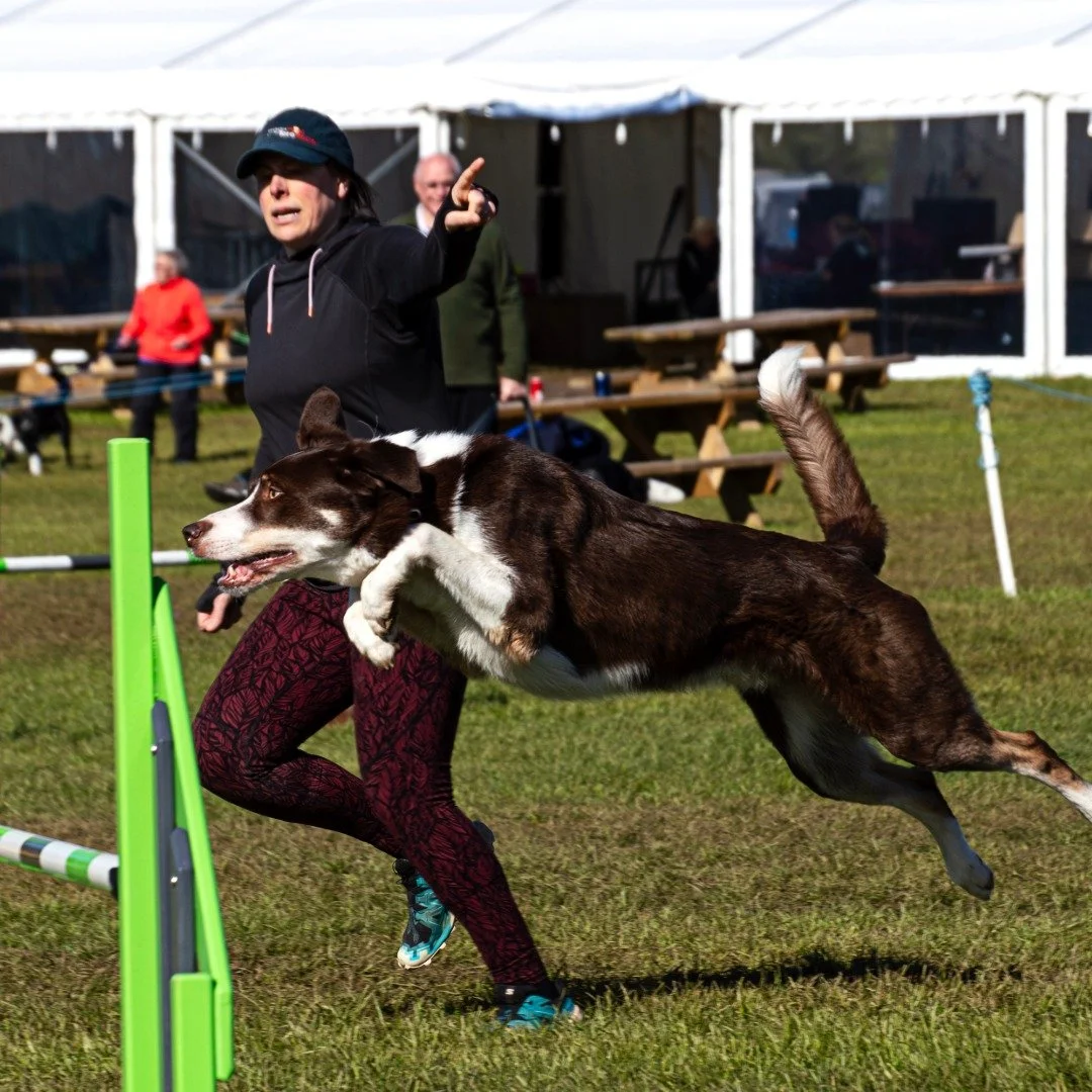 Anna running her dog Arrow in an agility competition – Arrow is jumping over a green and white fence