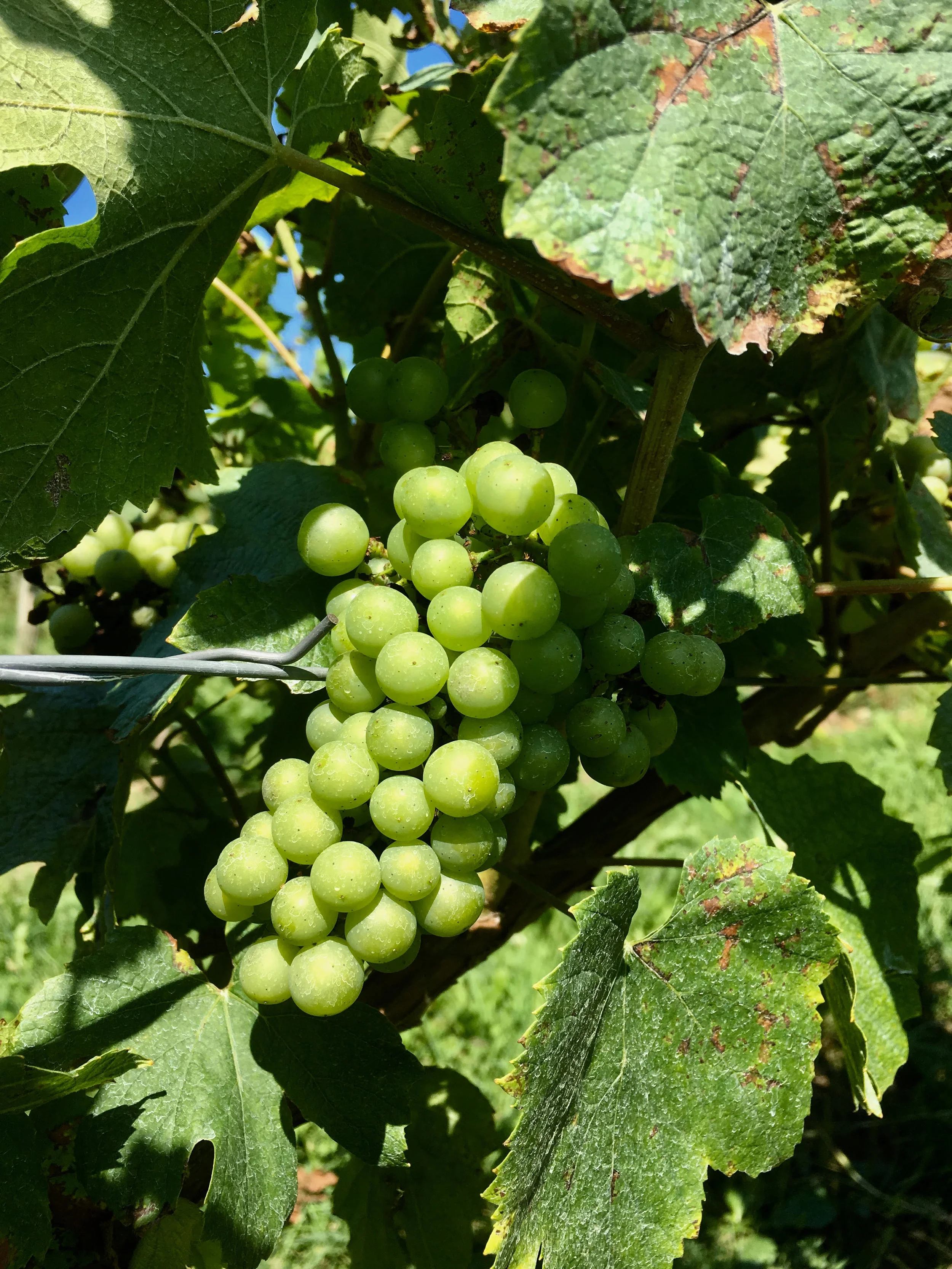 Grapes for Mailchimp.jpg