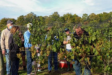 Chris_GrapePicking_IMG_4341.jpg