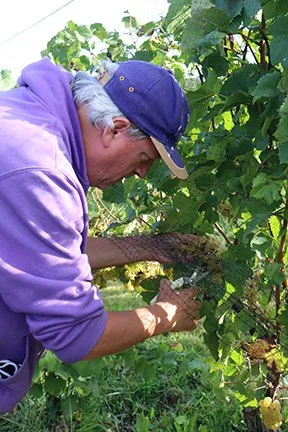 GrapePicking_IMG_4365.jpg