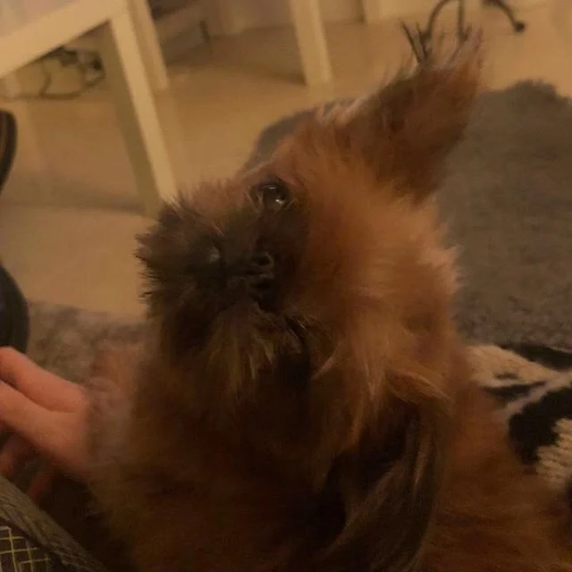 Heartbroken after saying goodbye to Katie last night. She was the best and most ridiculous dog I couldn&rsquo;t miss her more. Love you watty woo woo