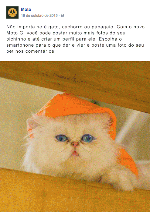 srta_fotodegatinho.gif
