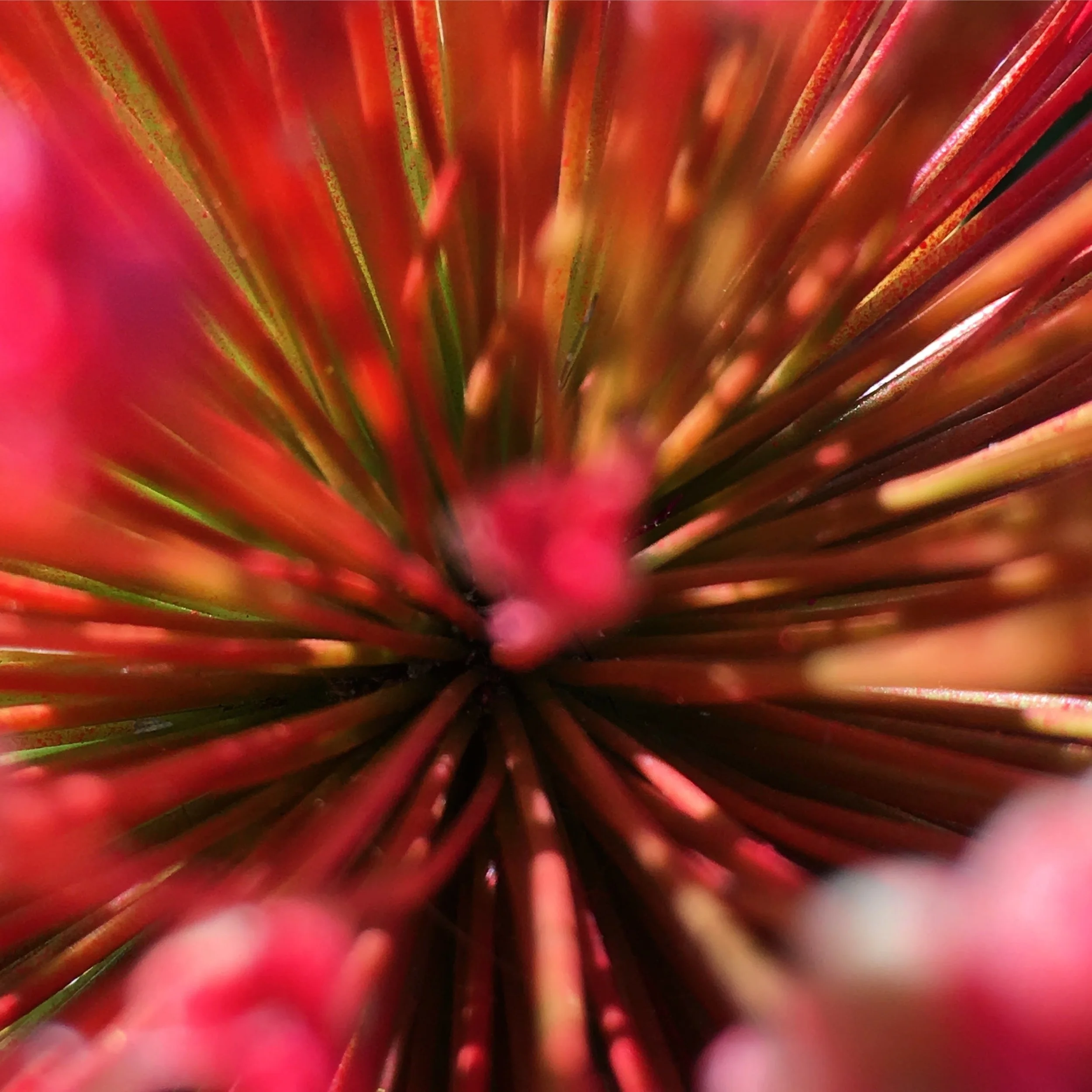 Allium