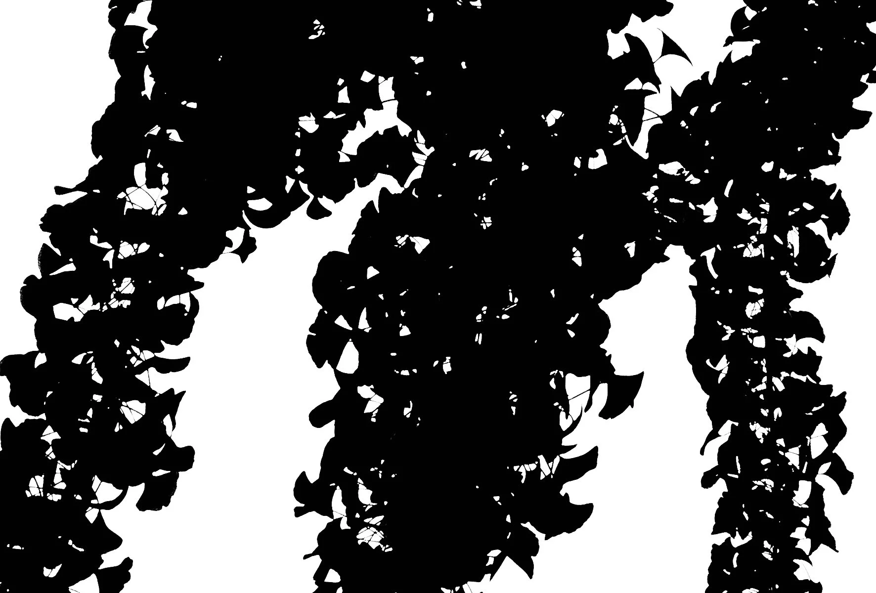 Gingko
