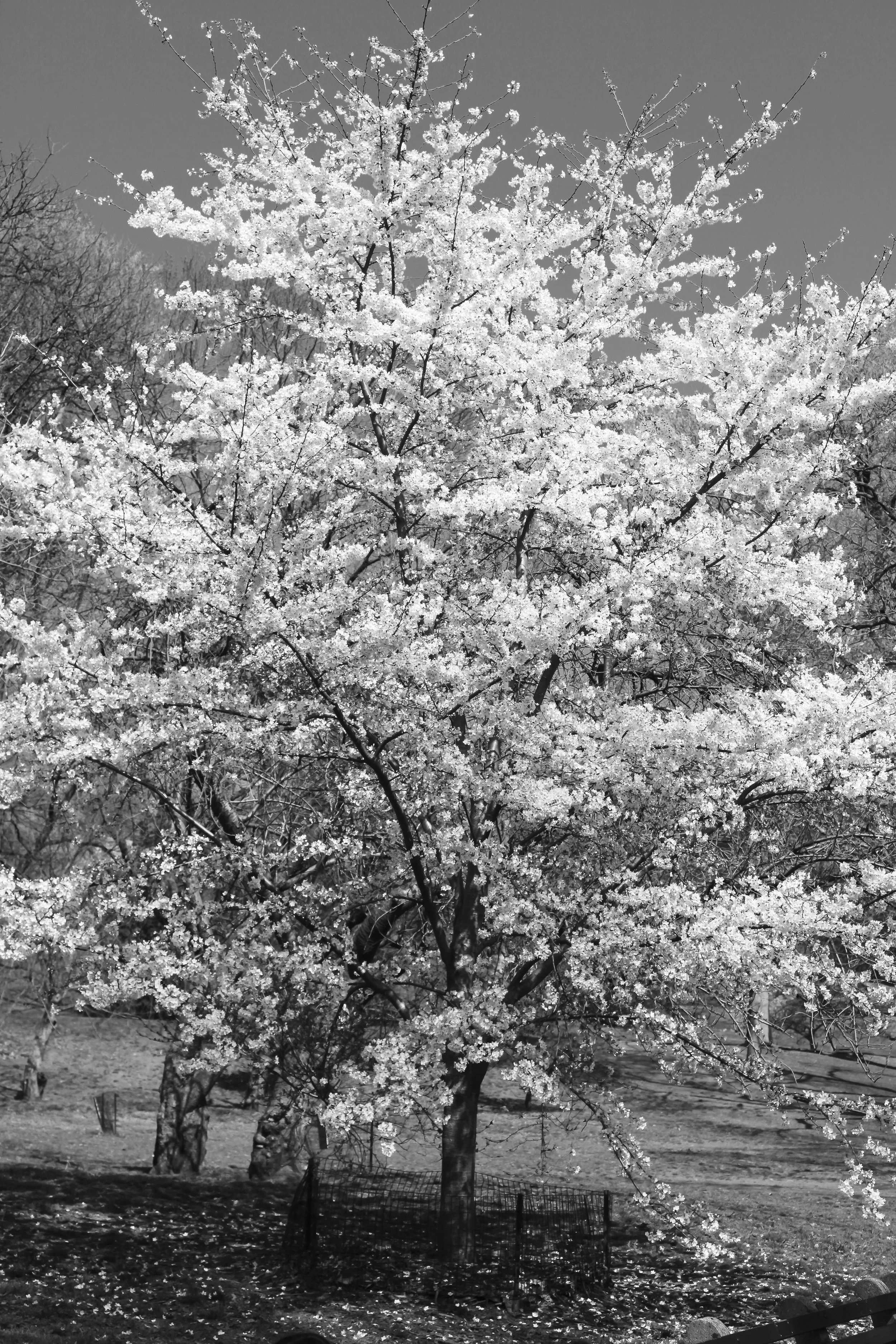 NY20128243.JPG
