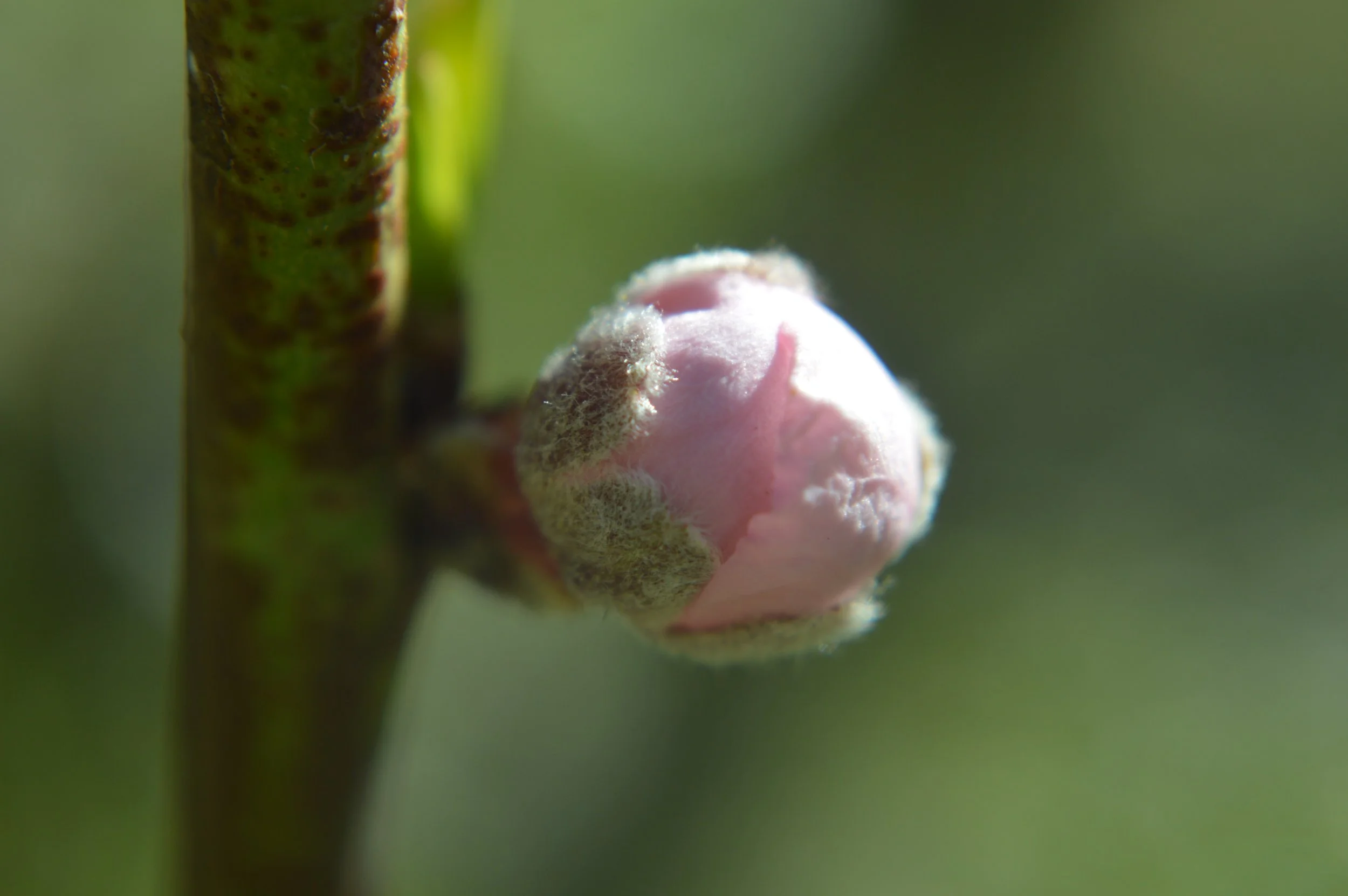 botãocerejeira_0388.JPG