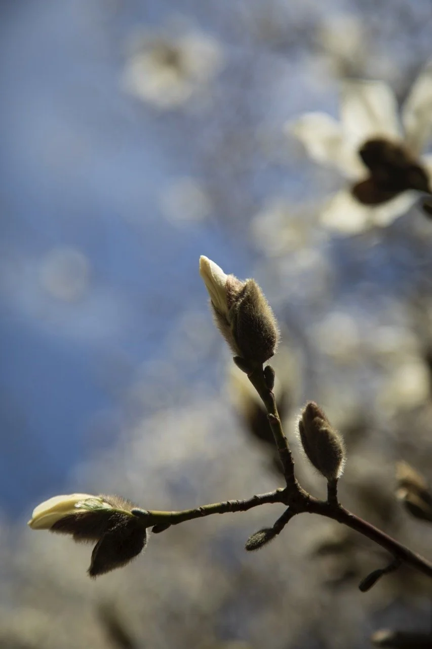 _09A0028 Grande.jpeg