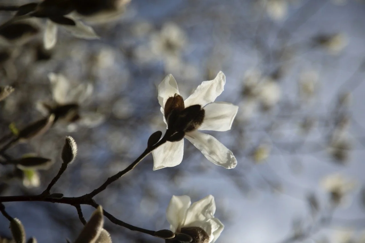 _09A0029 Grande.jpeg