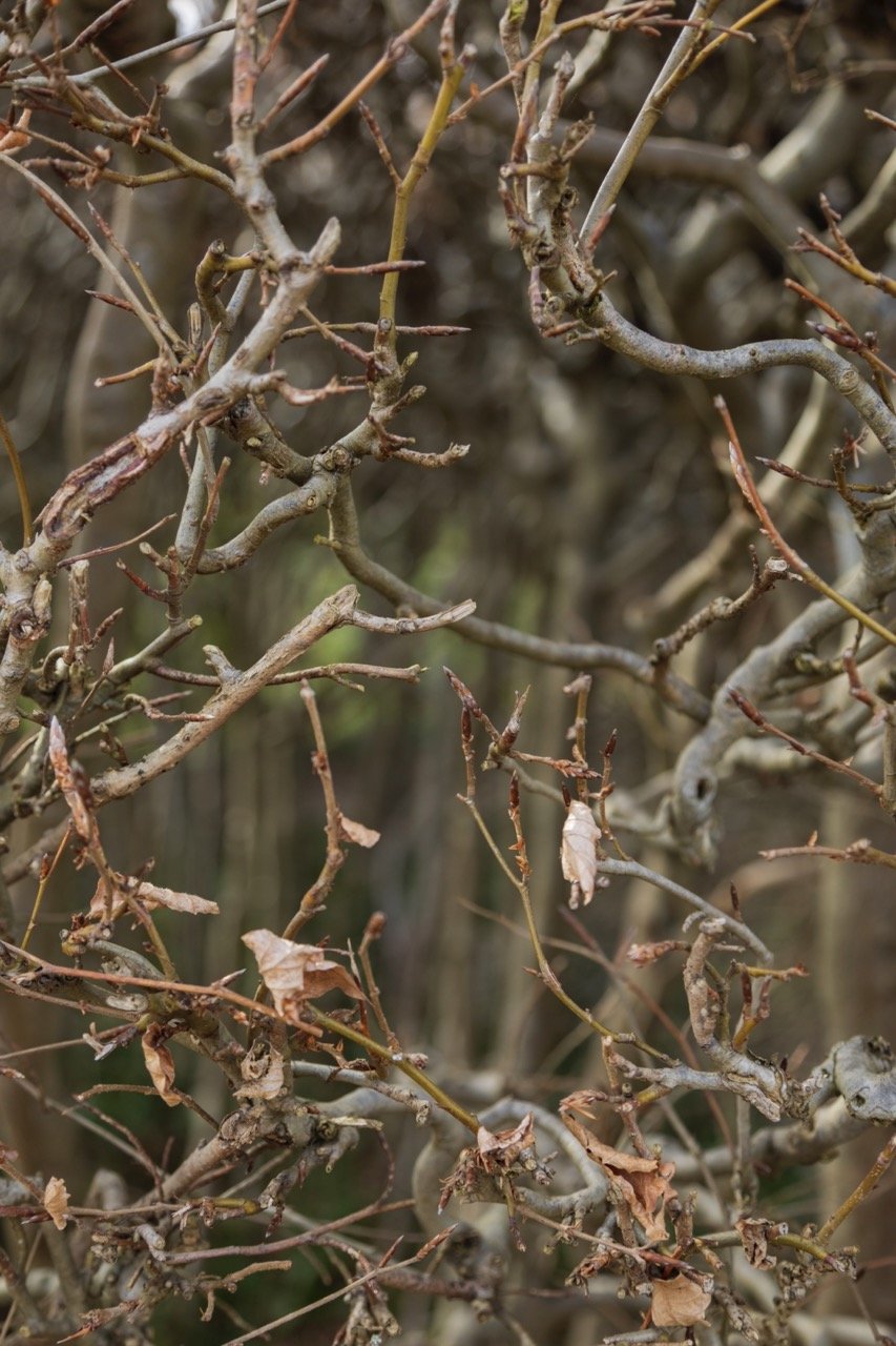 _09A0035 Grande.jpeg