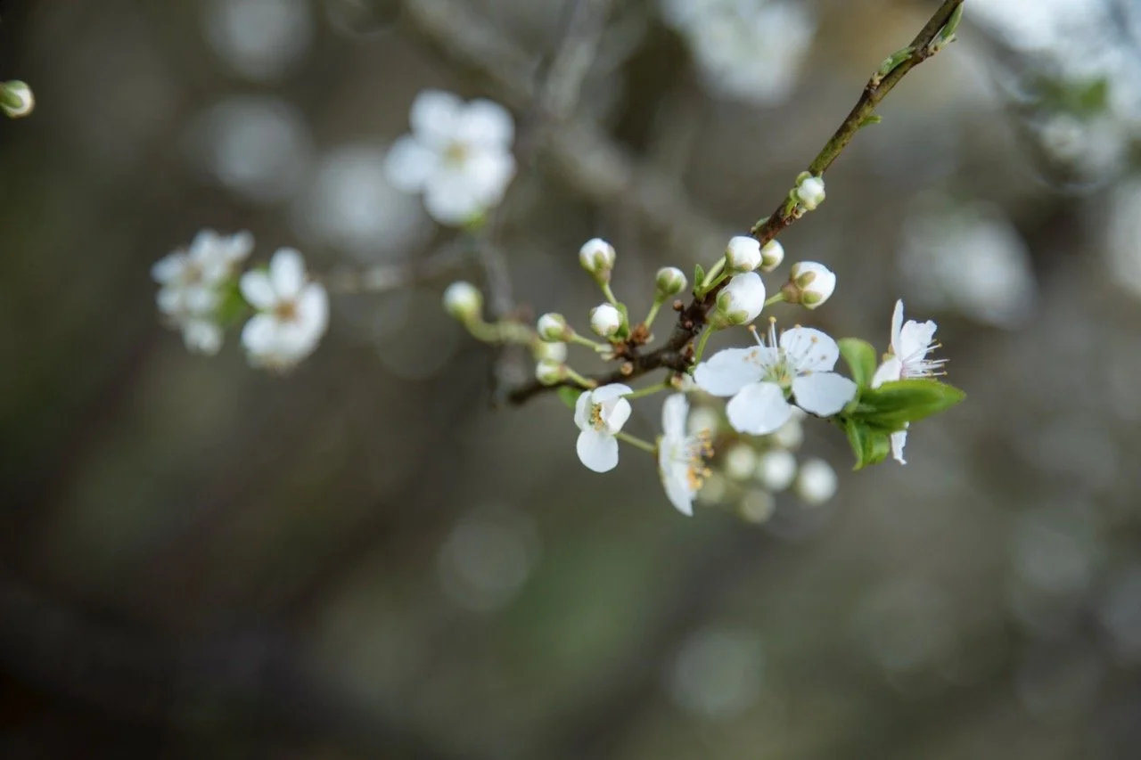 _09A0156 Grande.jpeg