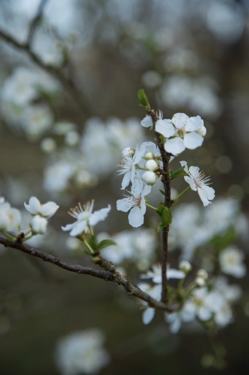 _09A0146 Grande.jpeg