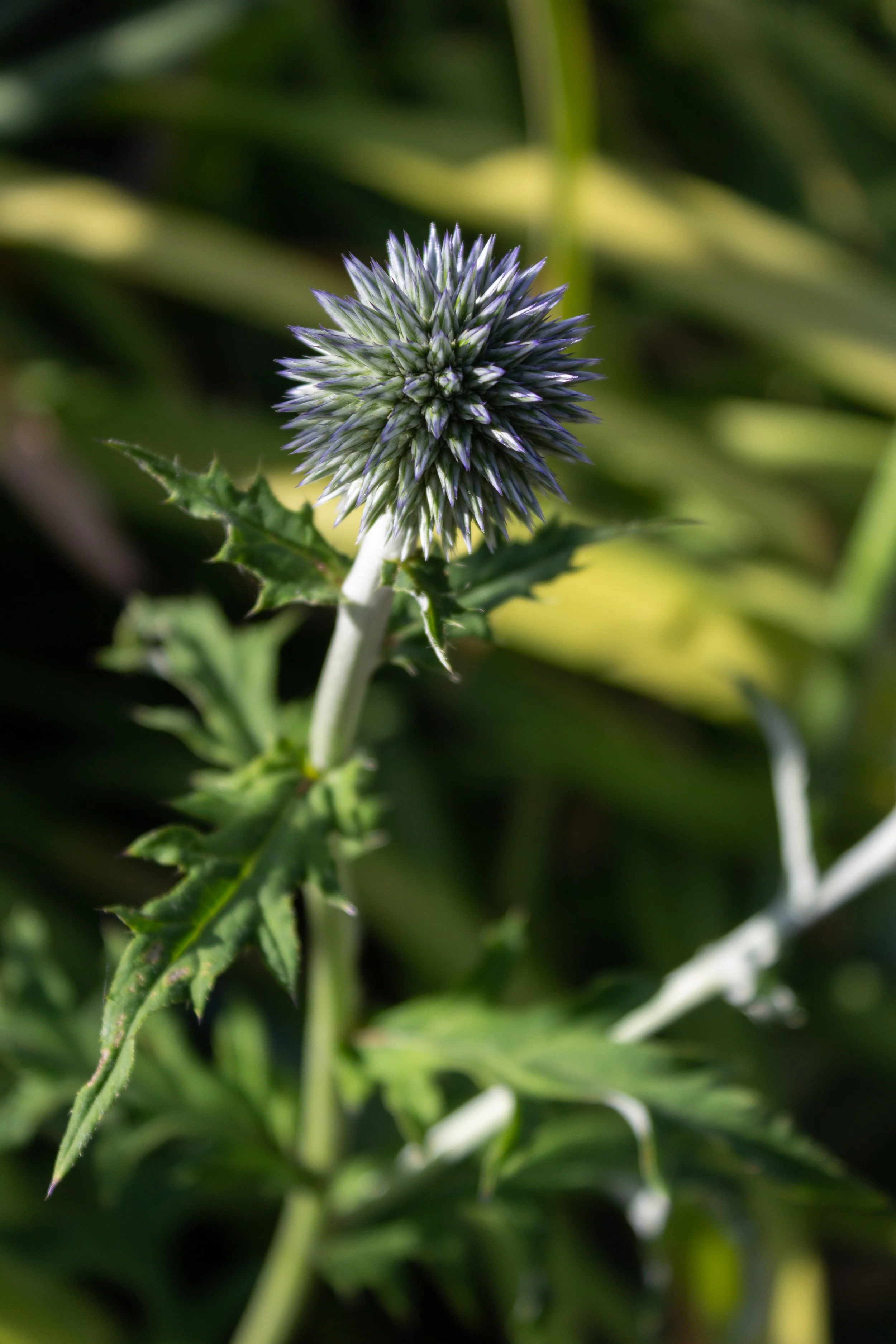 IMG_8649.jpeg