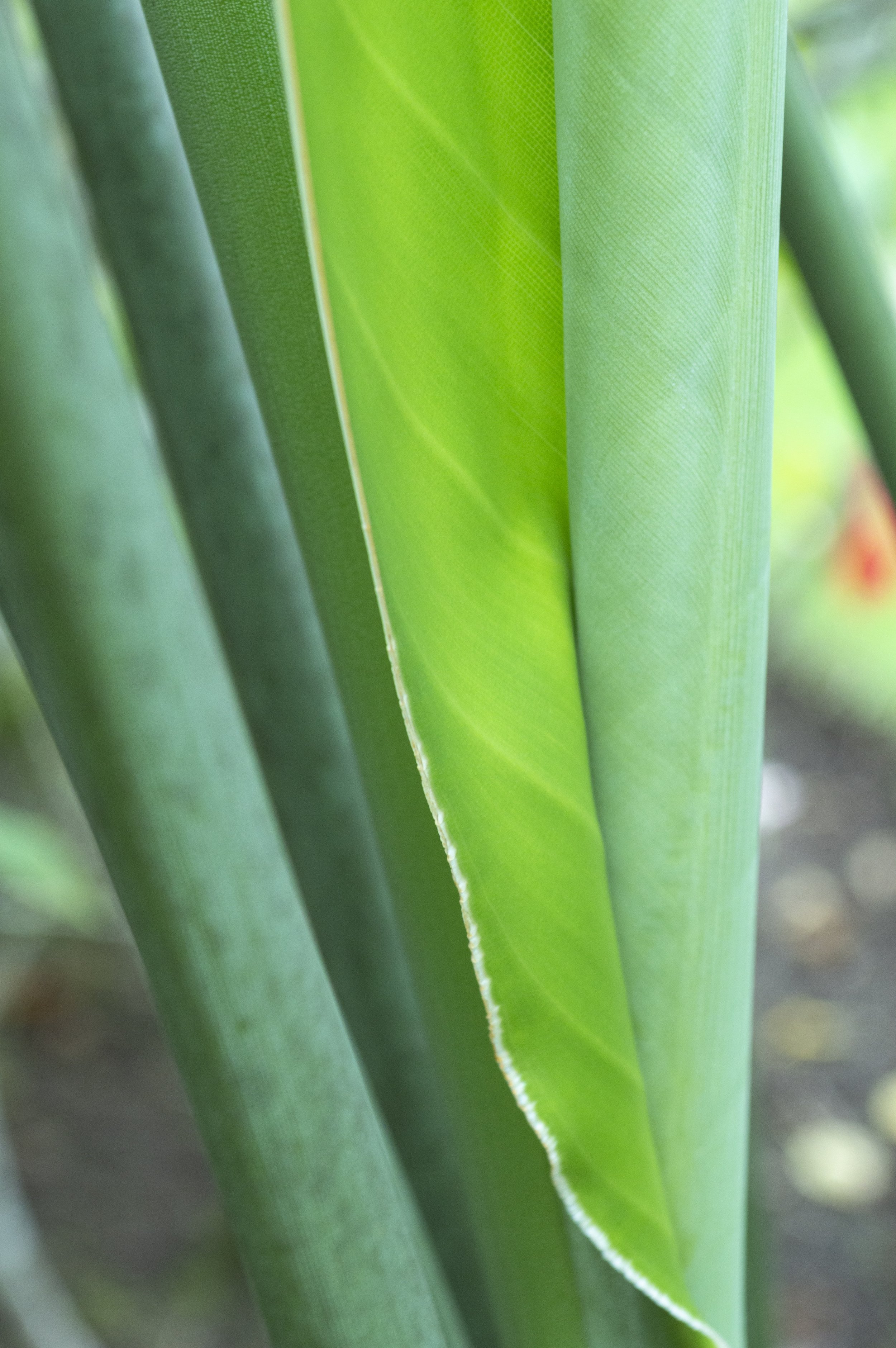 _DSC0159 copiar.jpeg