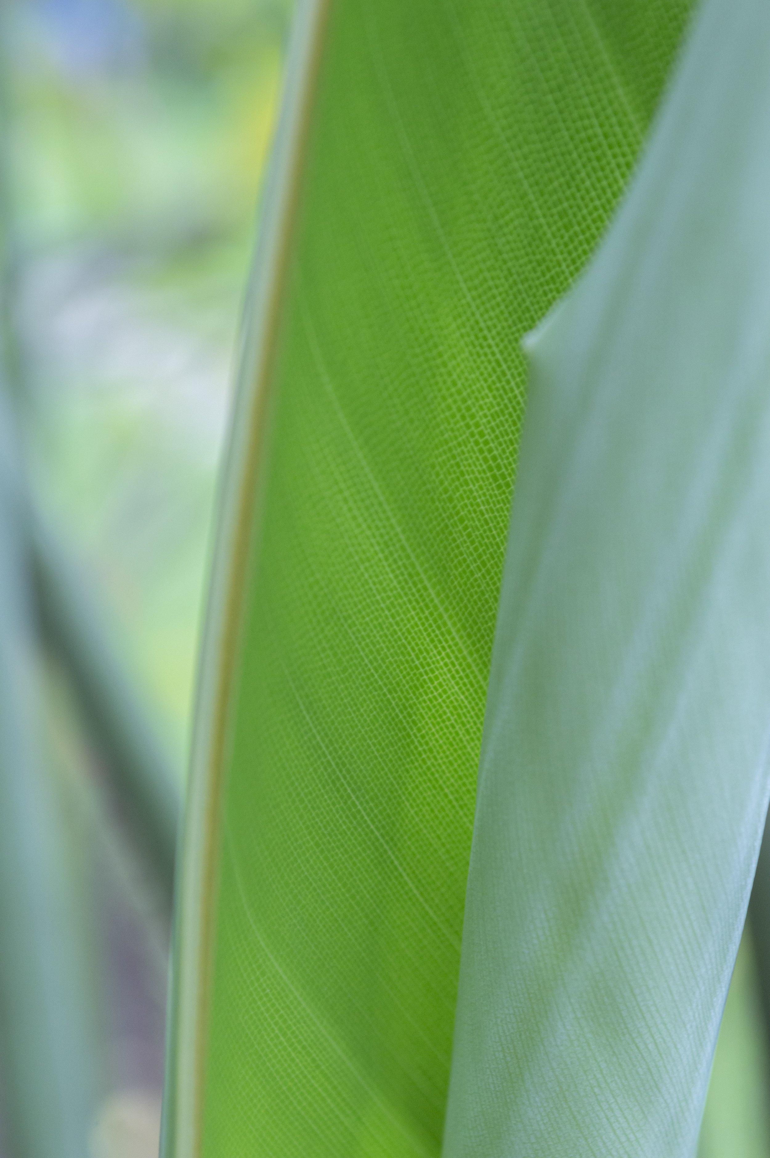 _DSC0160 copiar.jpeg