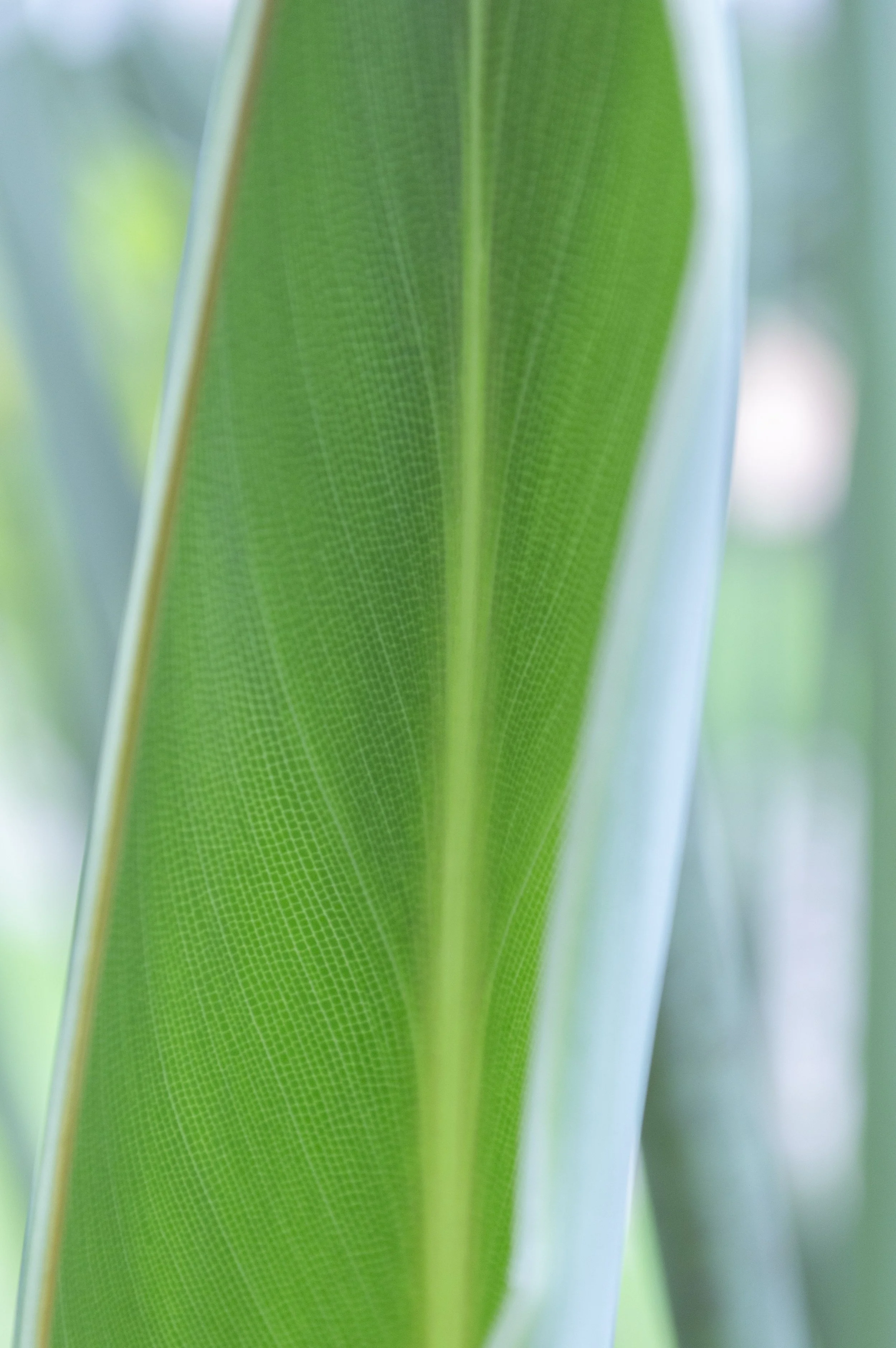 _DSC0162 copiar.jpeg