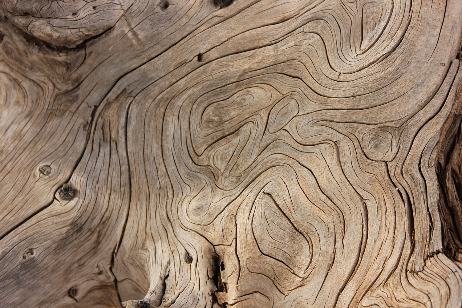 trunk-detail-natural-background-nominated_t20_Oormdg.jpg