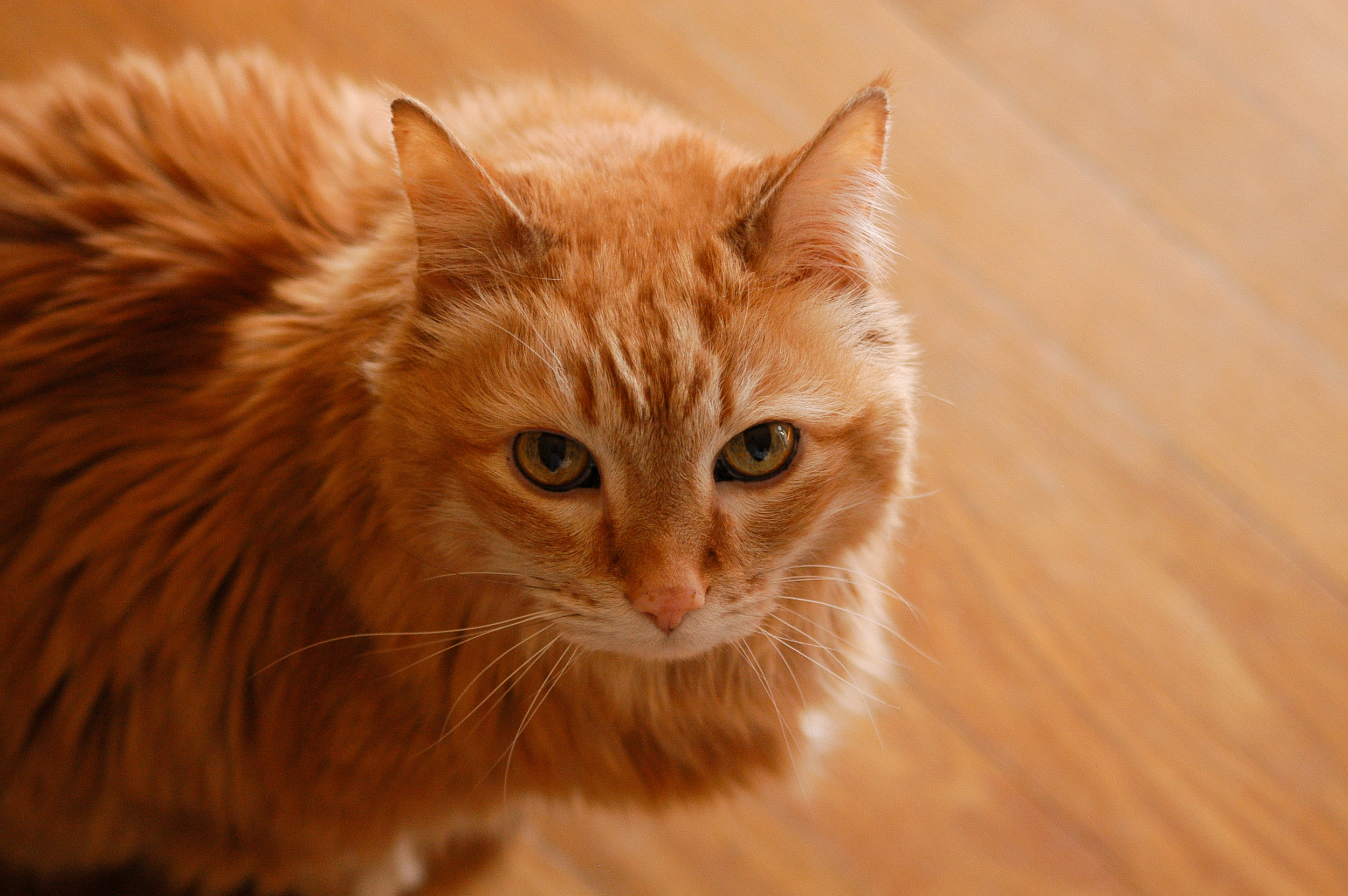 Cat for Life Expectancy - Item 2.jpg