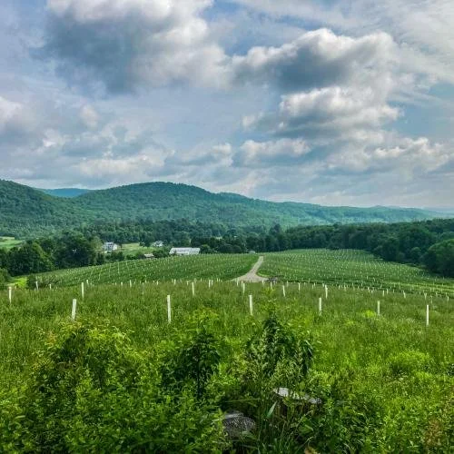 NOFA VT —&nbsp;Opportunities for Integrating Tree Crops with Grazing Systems