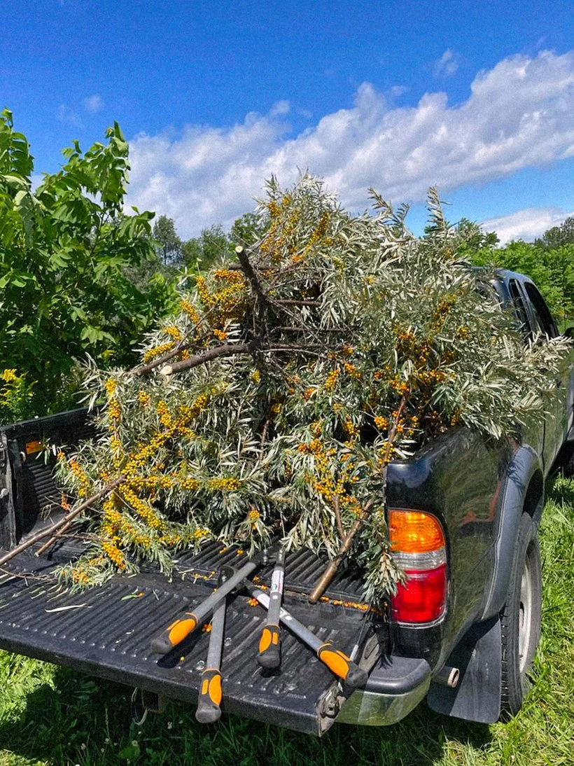 Seaberry — Breadtree Farms