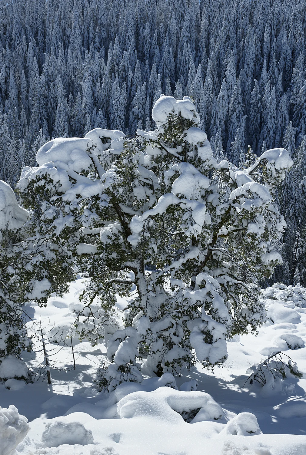 Snow Sculpture.jpg