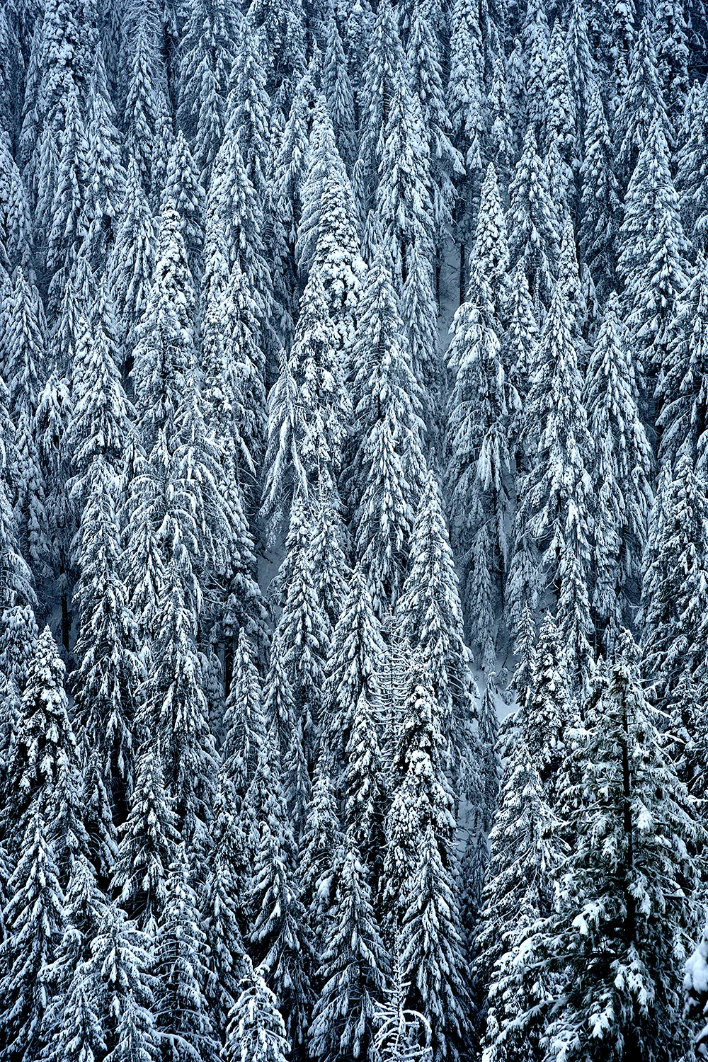 SnowTrees.jpg