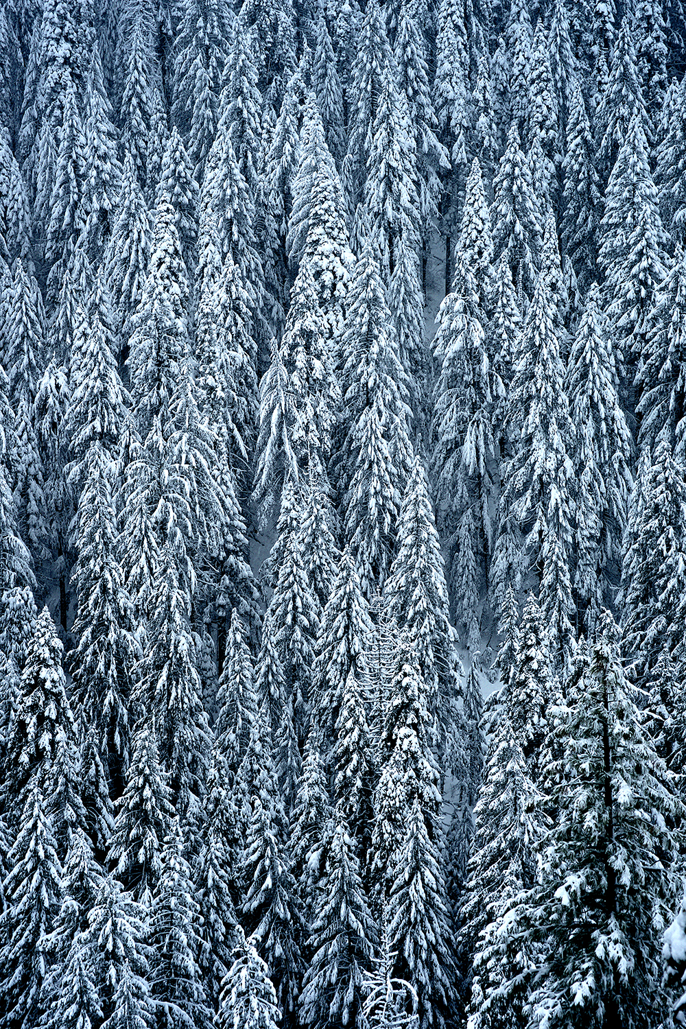 Snow Trees