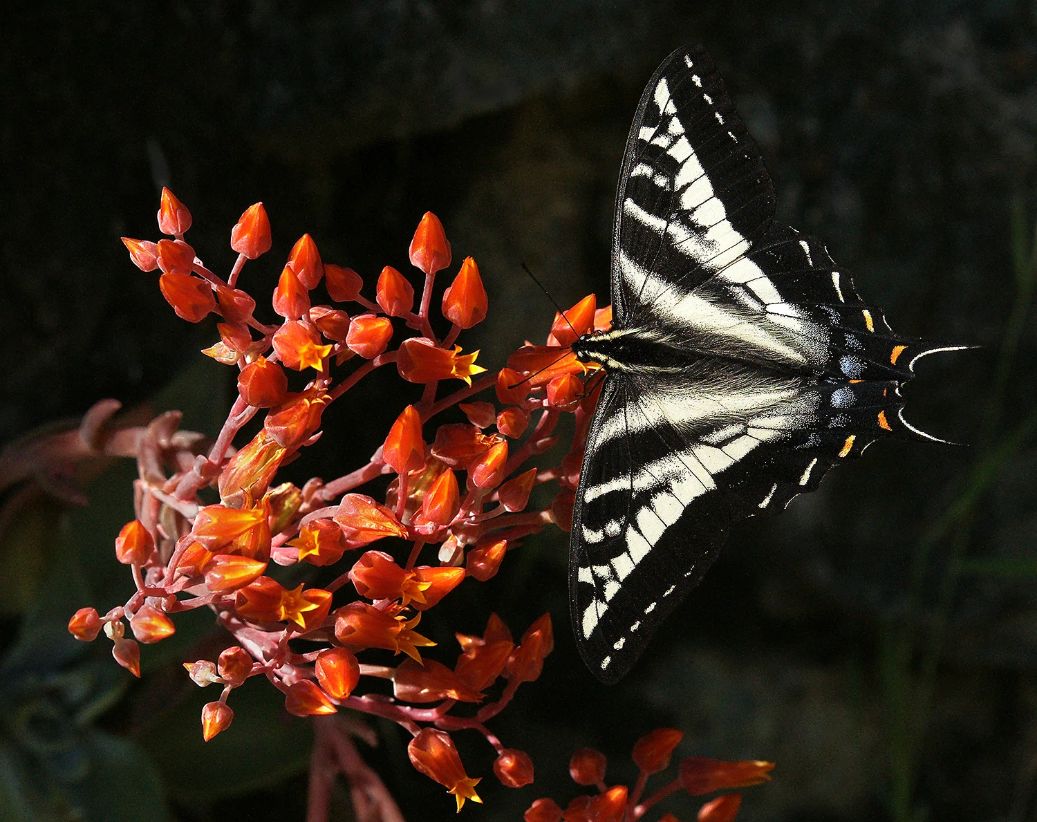 Swallowtail_Dudleya.jpg