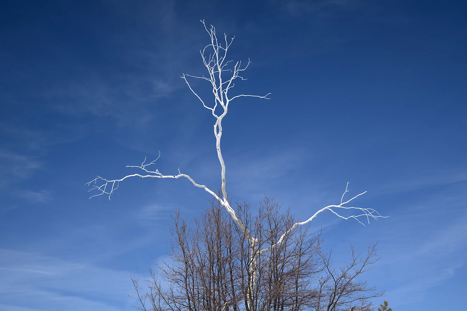 Winter Tree Dance.jpg