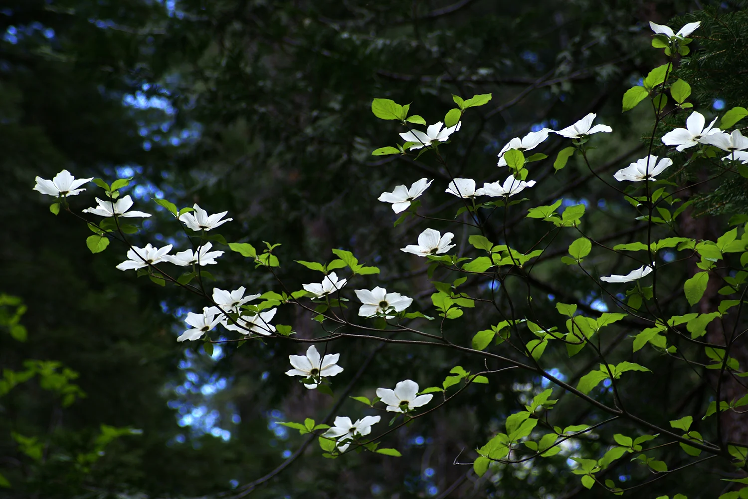 Flight of Dogwoods.jpg