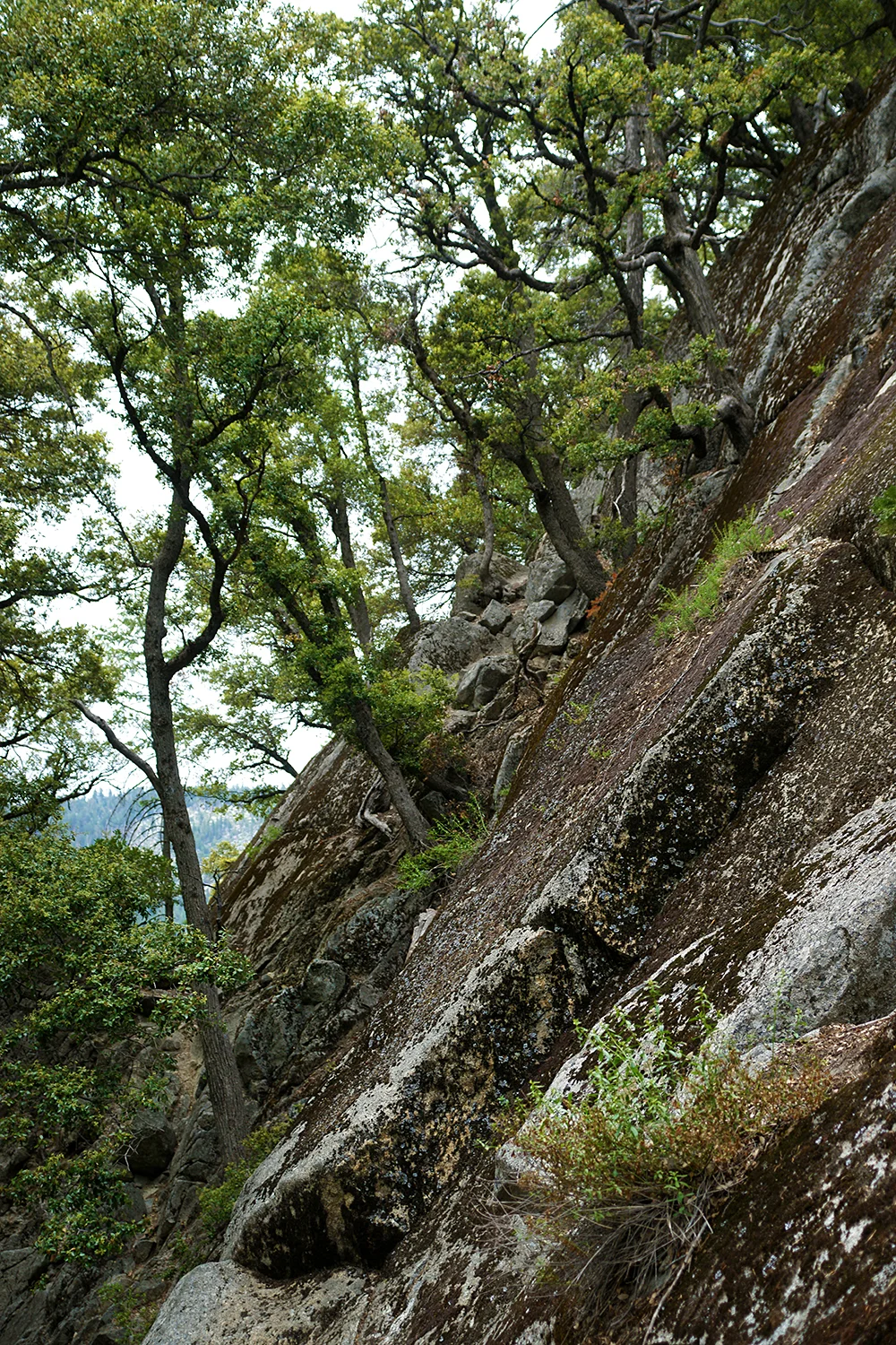 Steep Trees