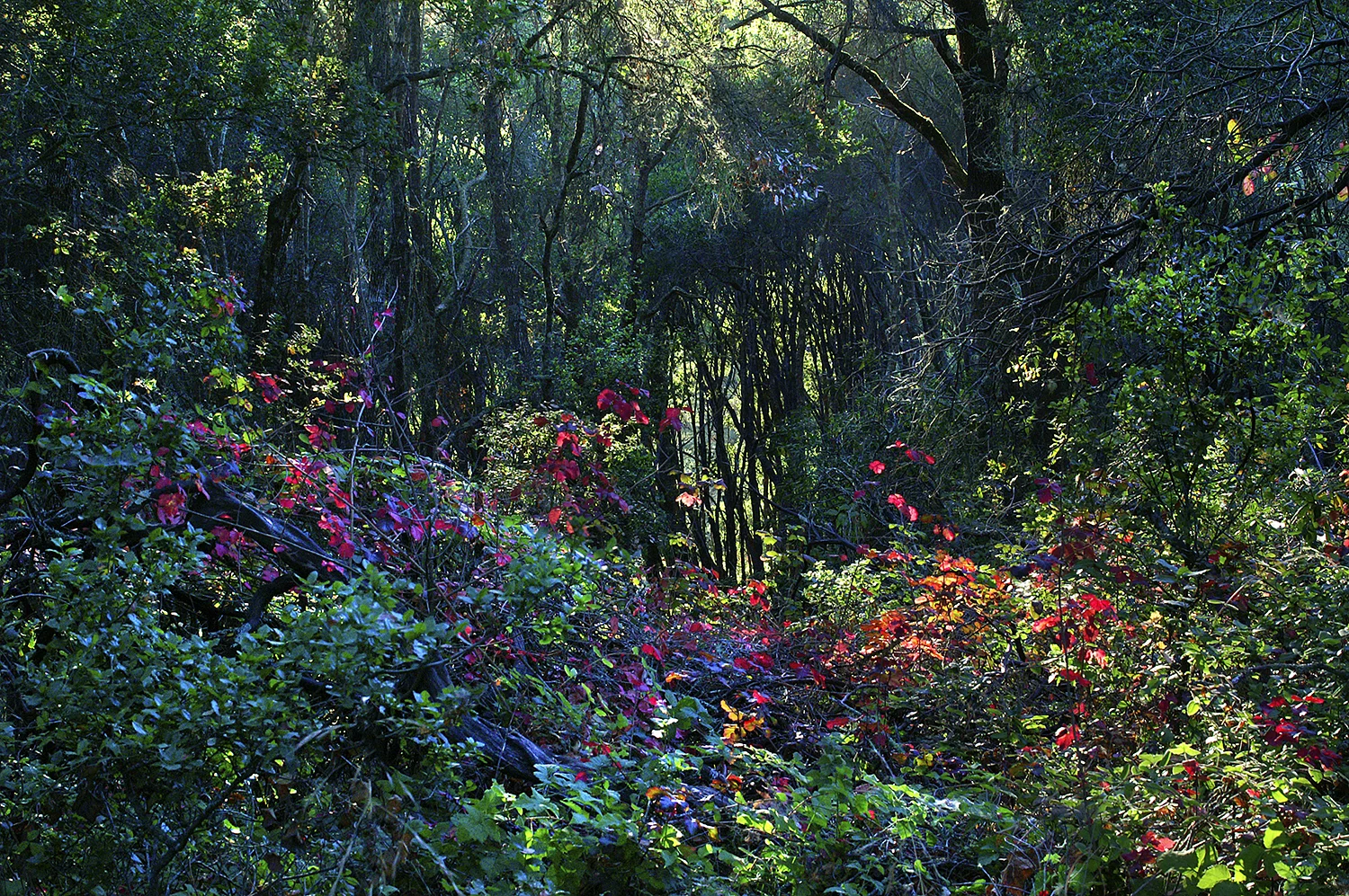 Santa Cruz Mountains