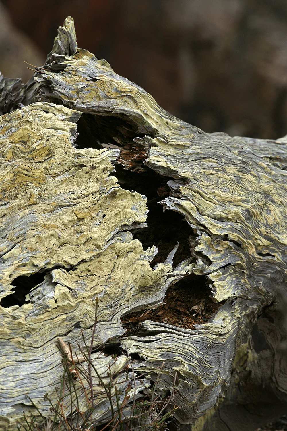 Ancient Cypress Stump