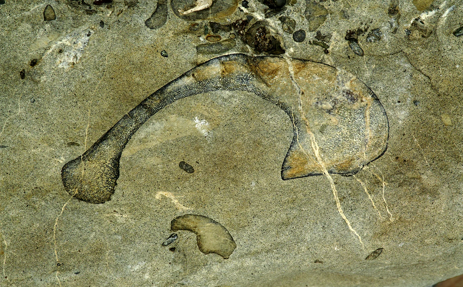 Dolphin Rock Image