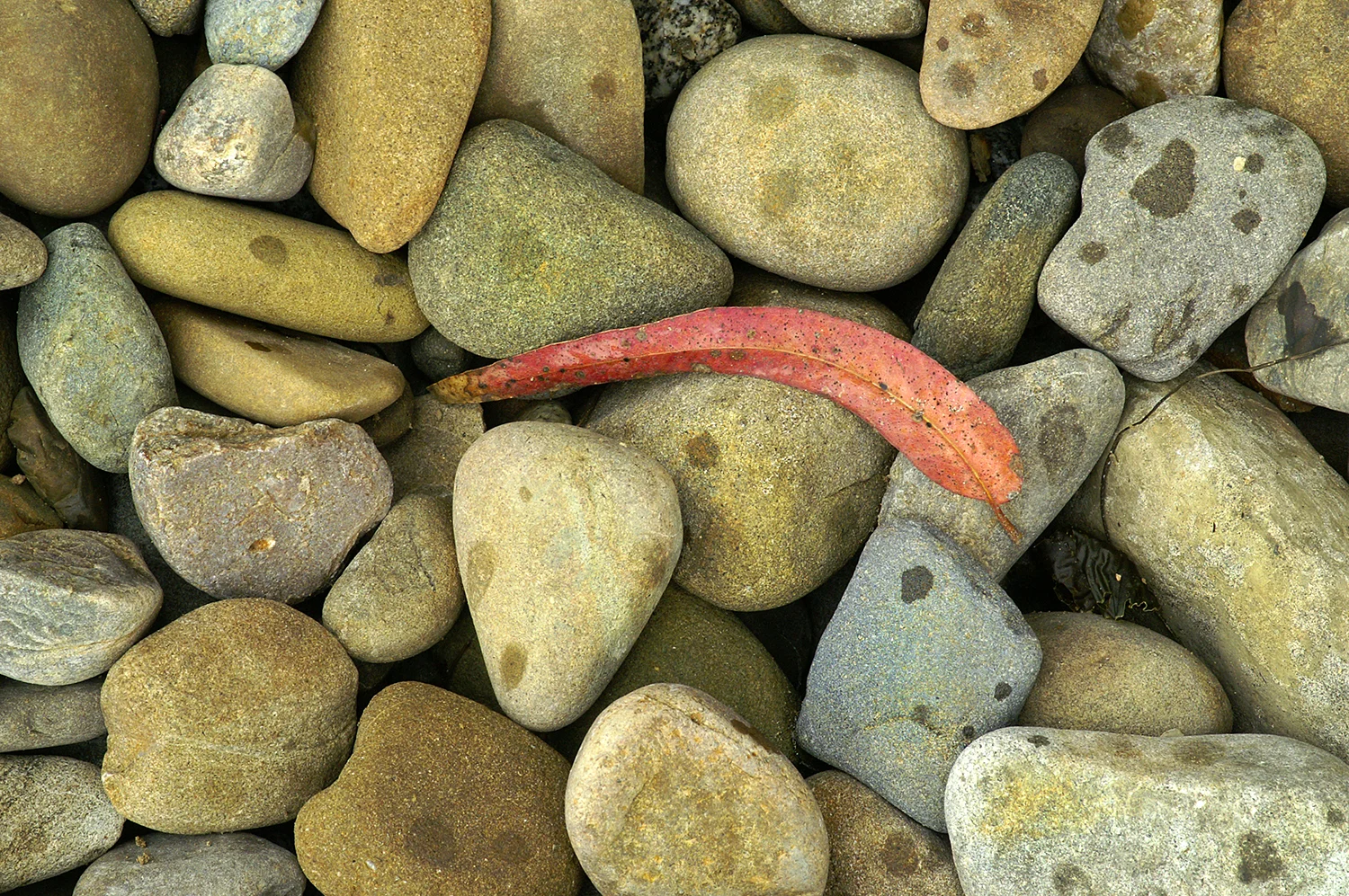 Red Leaf Spotty Rocks