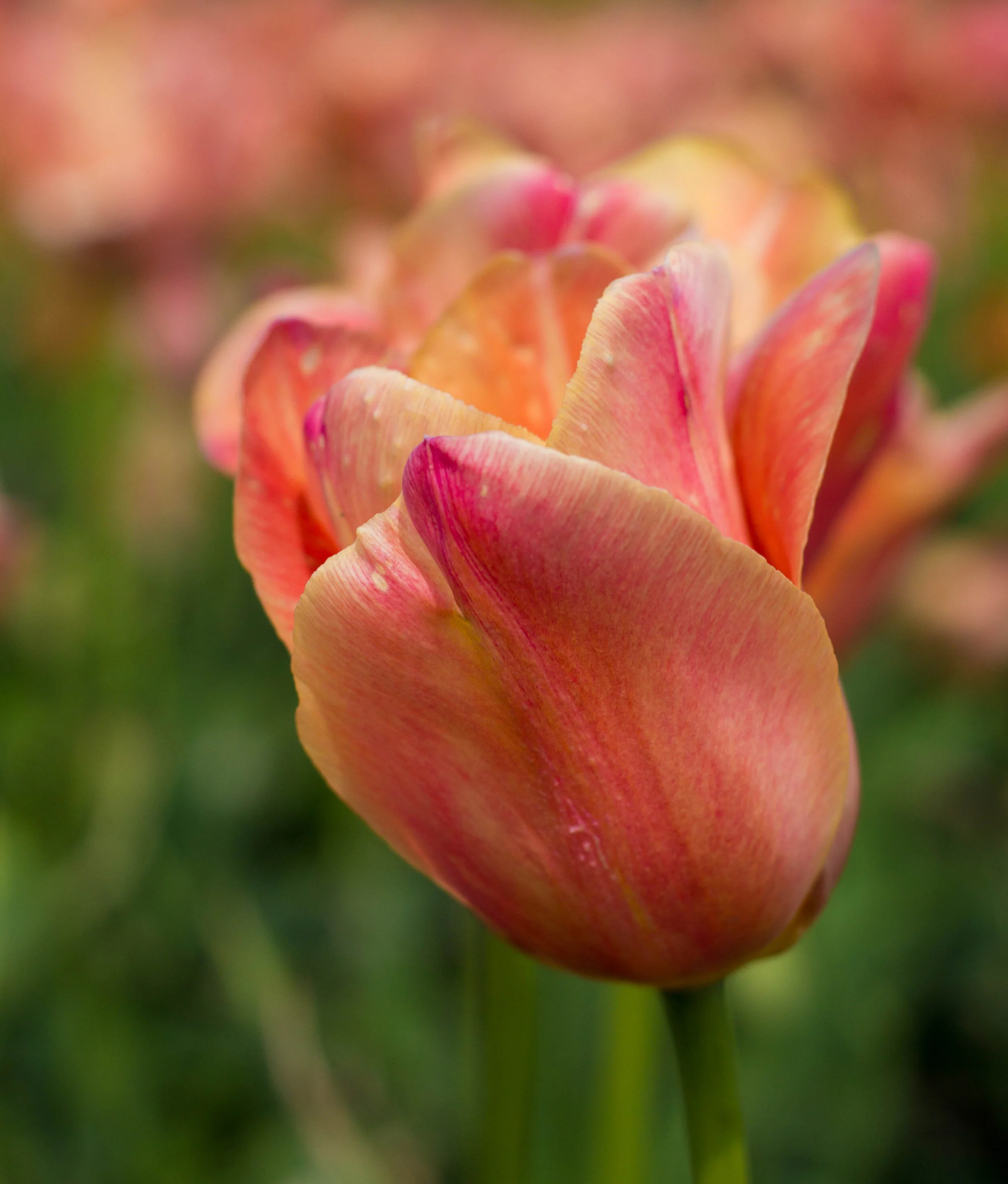 Tulip Time-4165.jpg