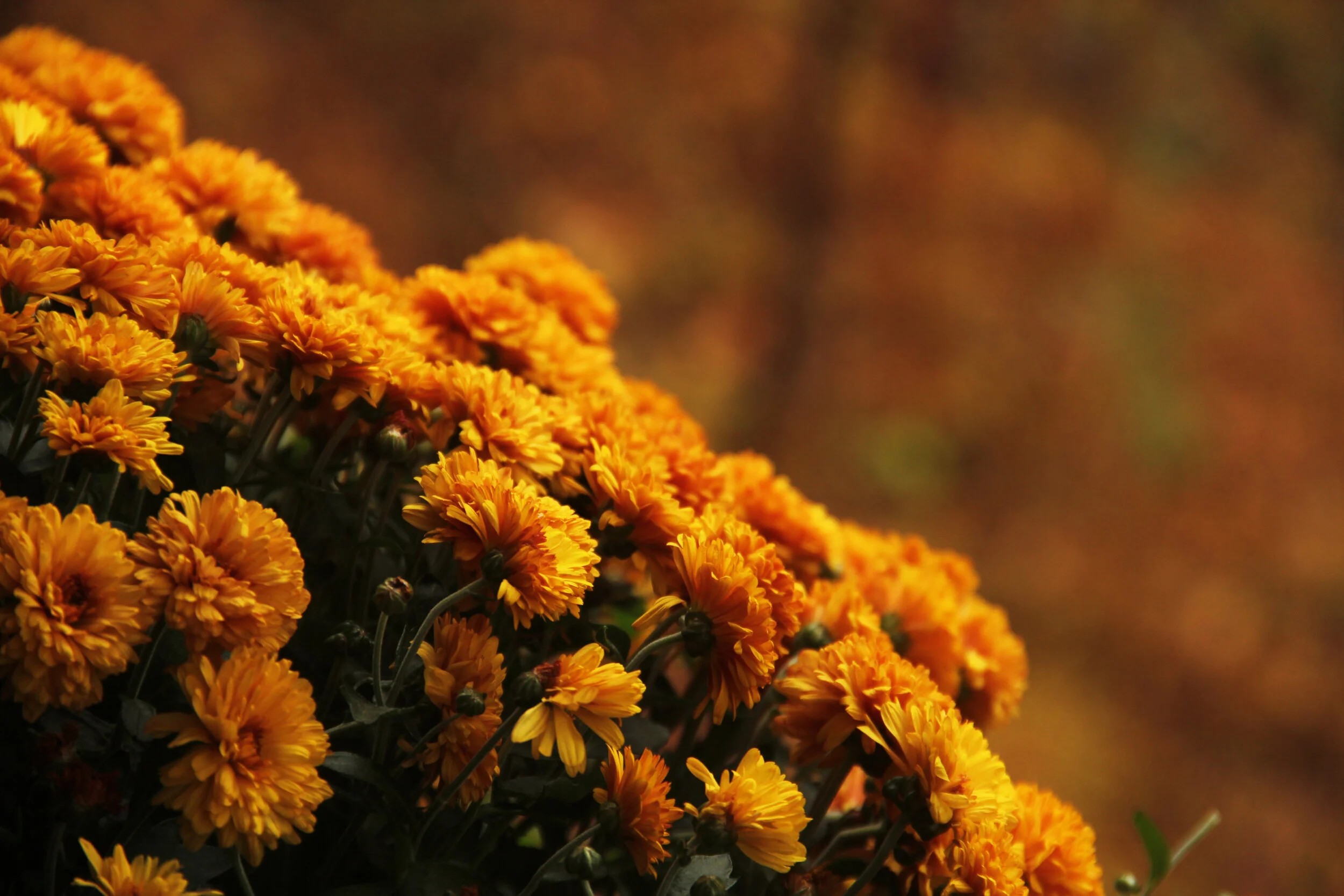 Fall Flowers.jpg