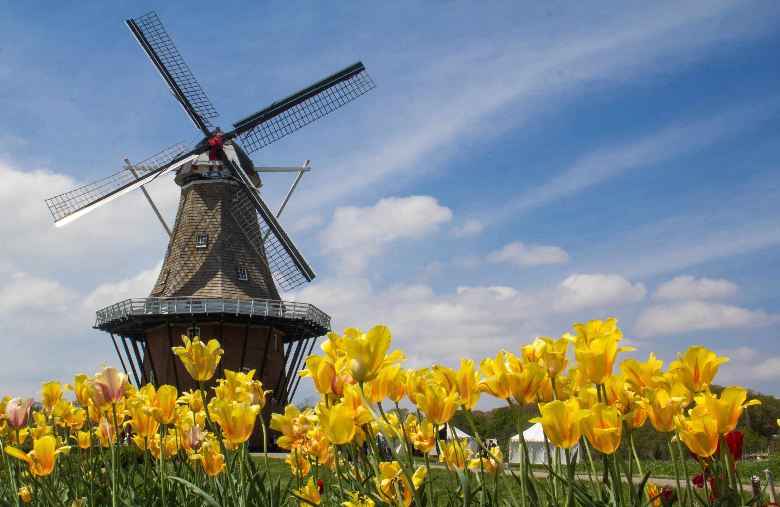 Tulip Time-4083.jpg