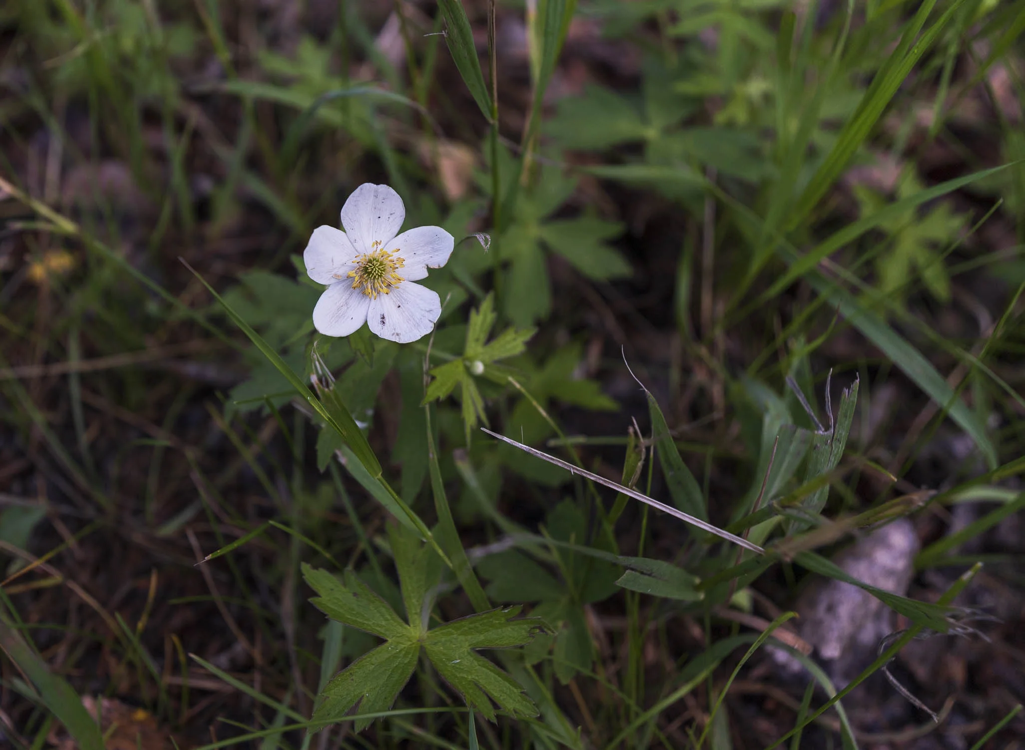 Biodiversity - flora — Lenses of I