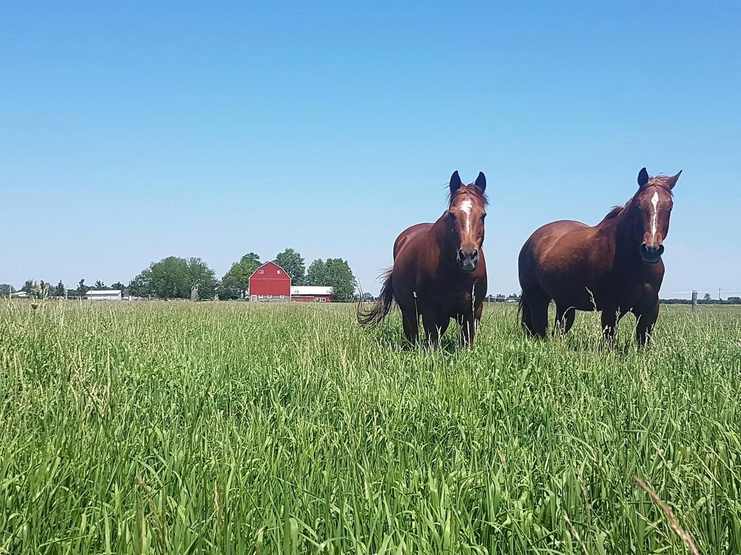 ATTN HORSE OWNERS! Exciting news! 🤠 Together with Firehorse Leadership Organization, we have organized a benefit trail ride and tack sale happening Sunday, Oct 18th!

Your registration fee of $50 will lock in your trail ride spot, give you access to