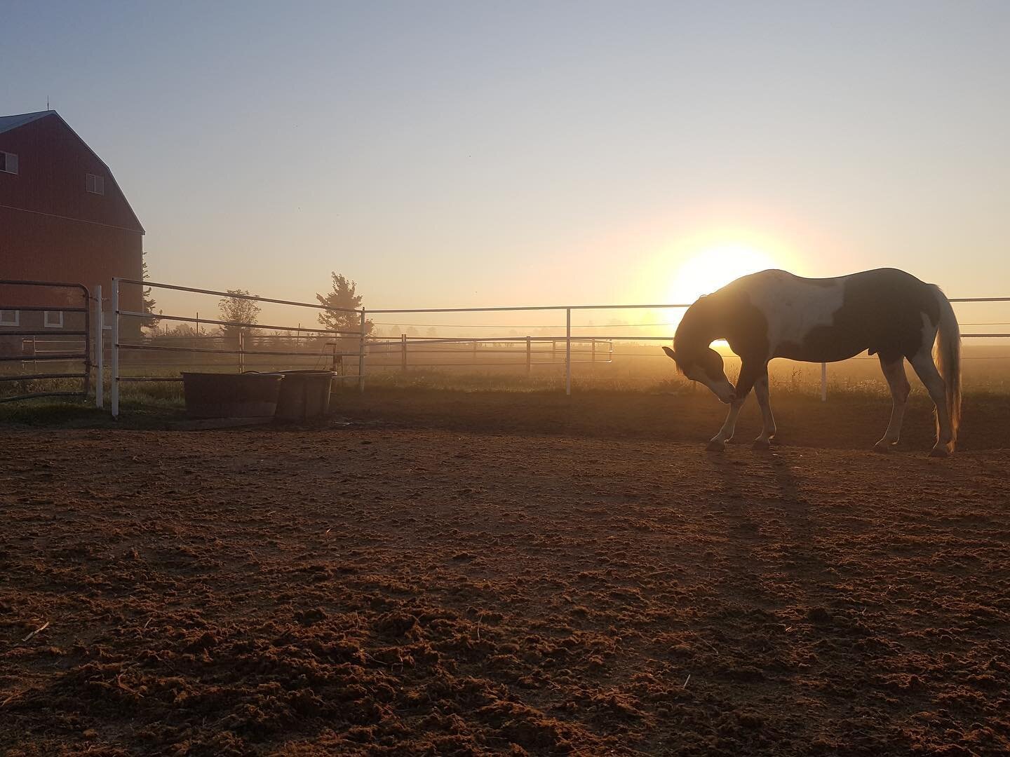 Howdy there! 🤠 

Just popping in to say that we still have a few weekends available to host your pony parties at home or on the ranch!

Our After School Program is kick started last week and we're excited for the next fun-filled 8 weeks! If you were