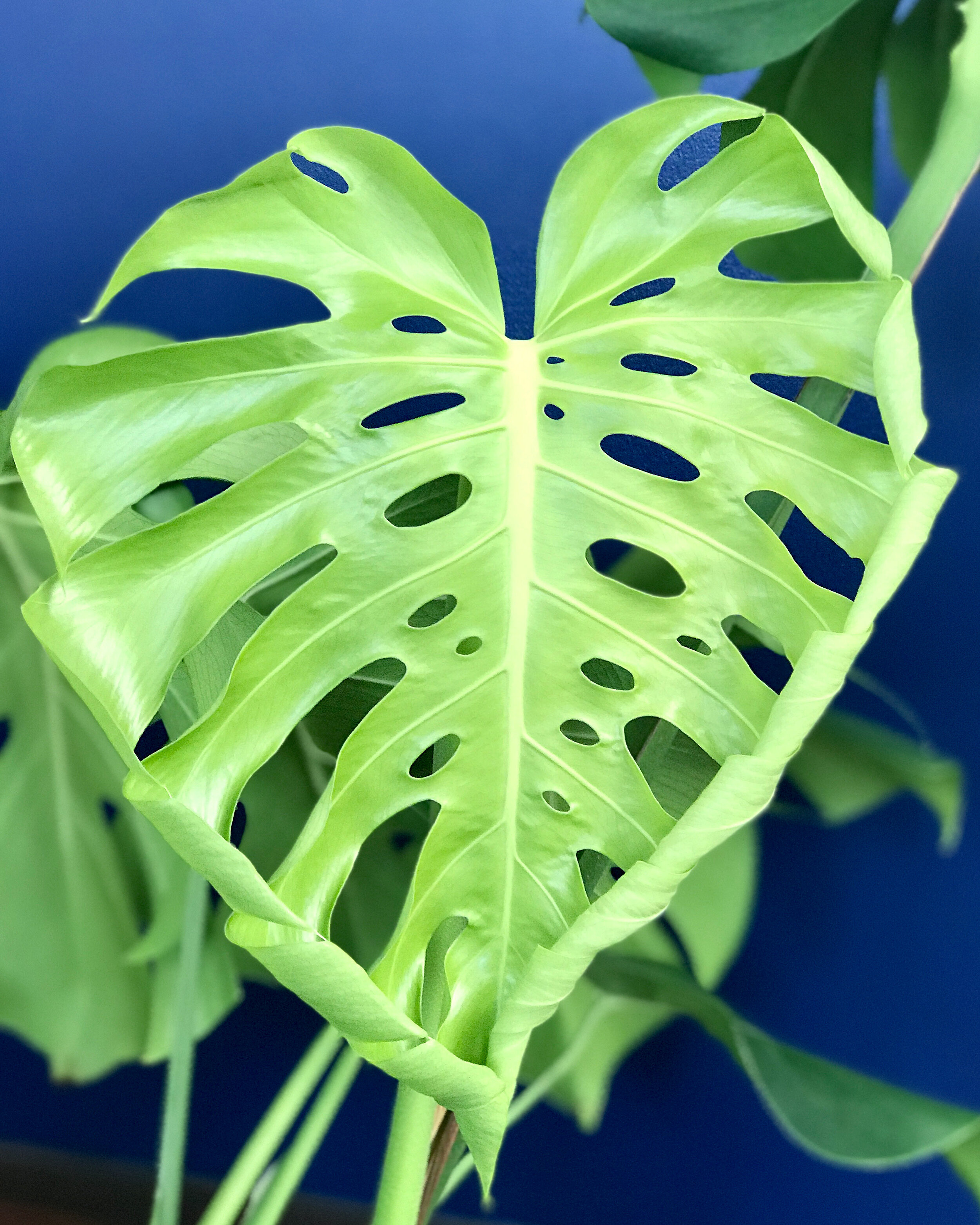 How To Propagate Grow And Care For Monstera Deliciosa Sacred