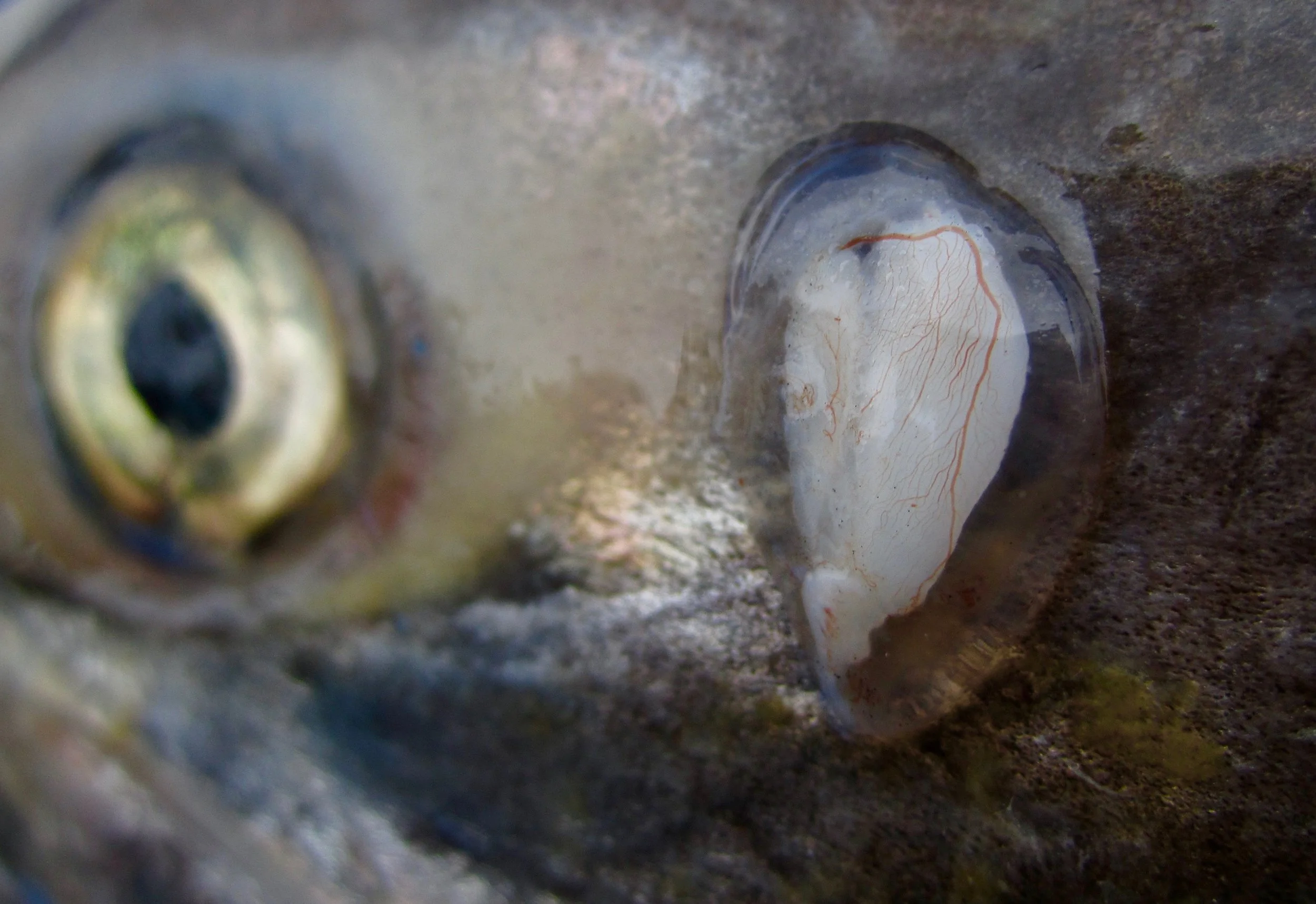 Otolith_in_sac.jpg